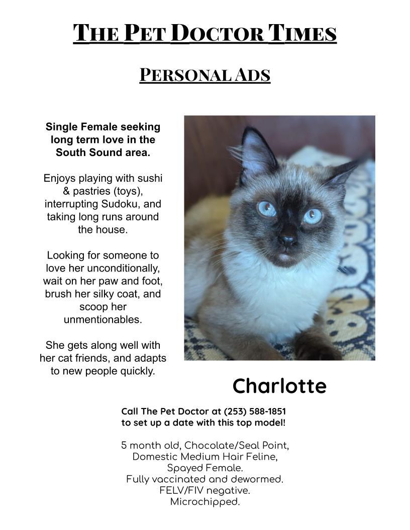 Charlotte, Adopted, Young Female Siamese.