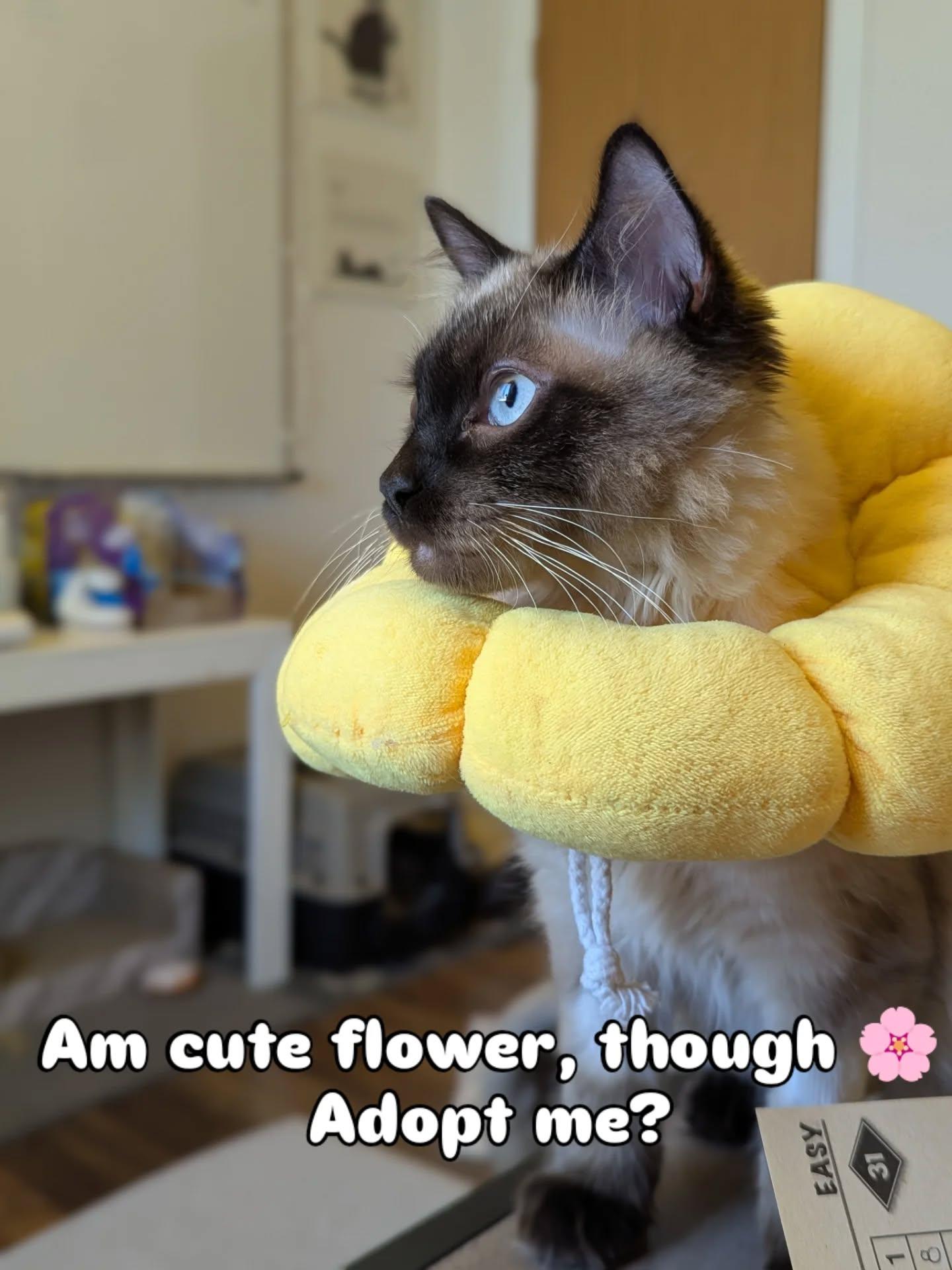 Charlotte, a Adopted mixed breed in Lakewood, WA image 4/4