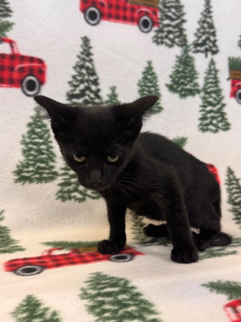 Enlarge Donatello, a Adoptable mixed breed in Newberg, OR image 1/1