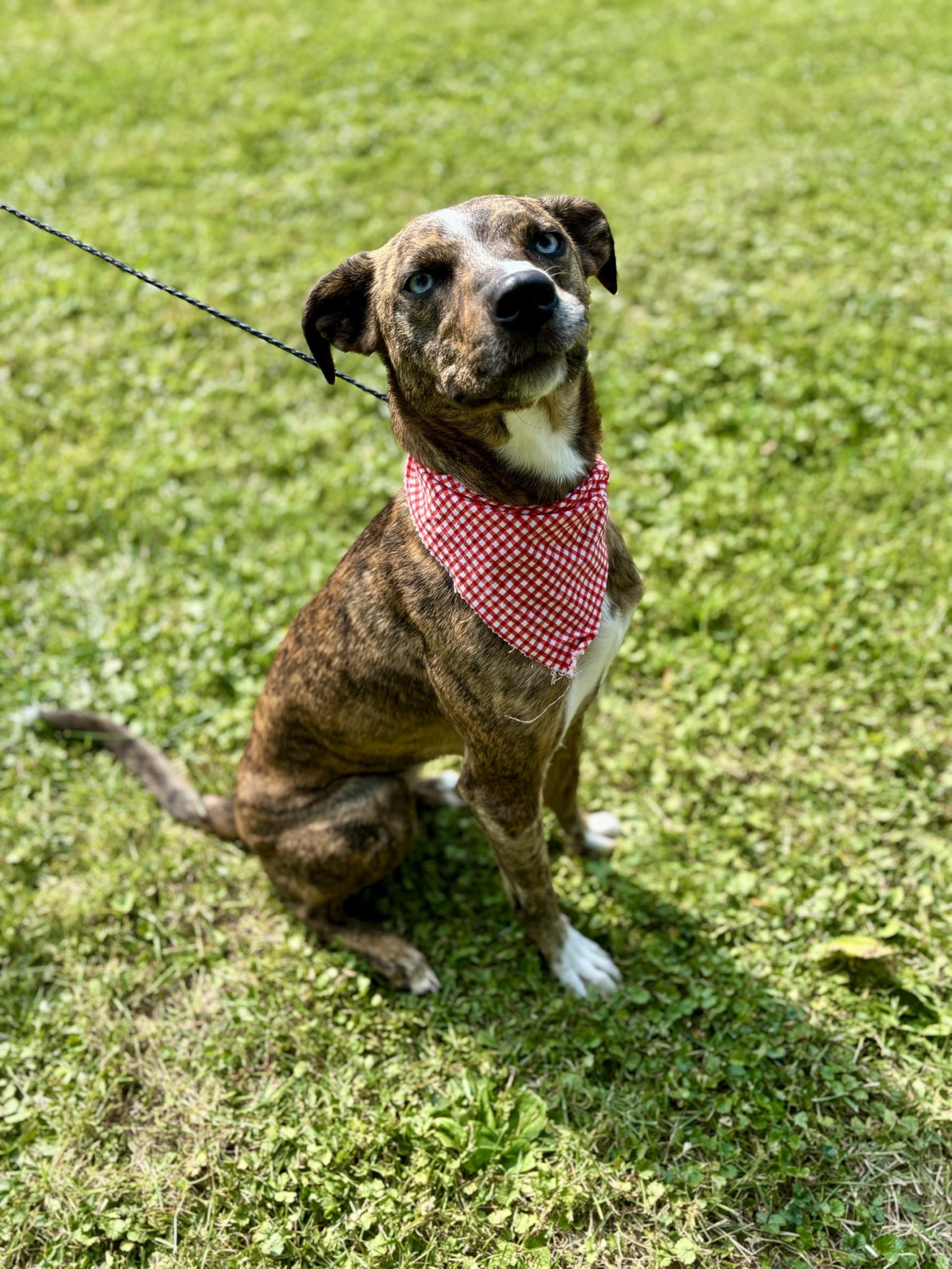Brindle, a Adoptable mixed breed in Upper Sandusky, OH image 2/4