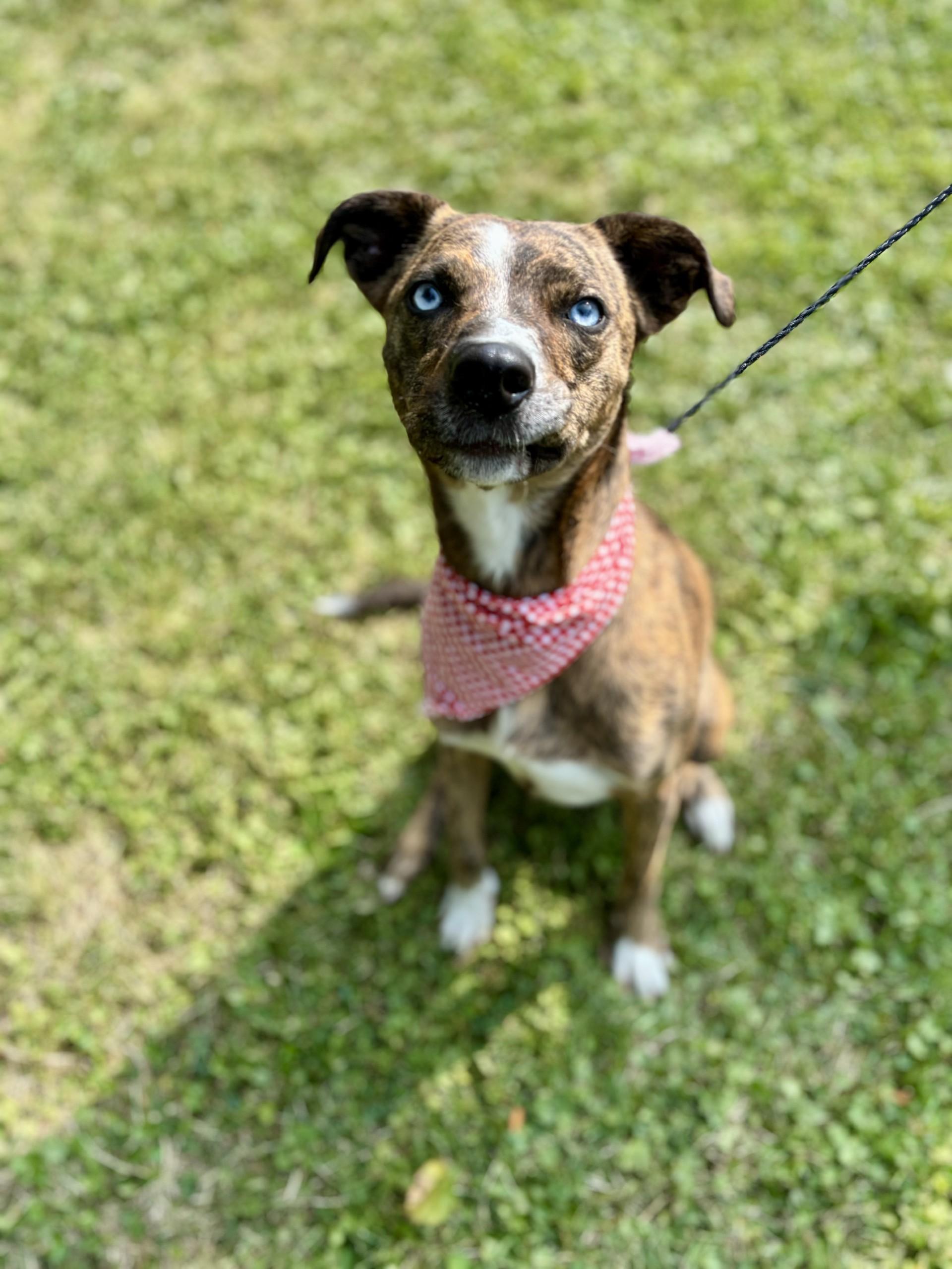 Brindle, a Adoptable mixed breed in Upper Sandusky, OH image 3/4