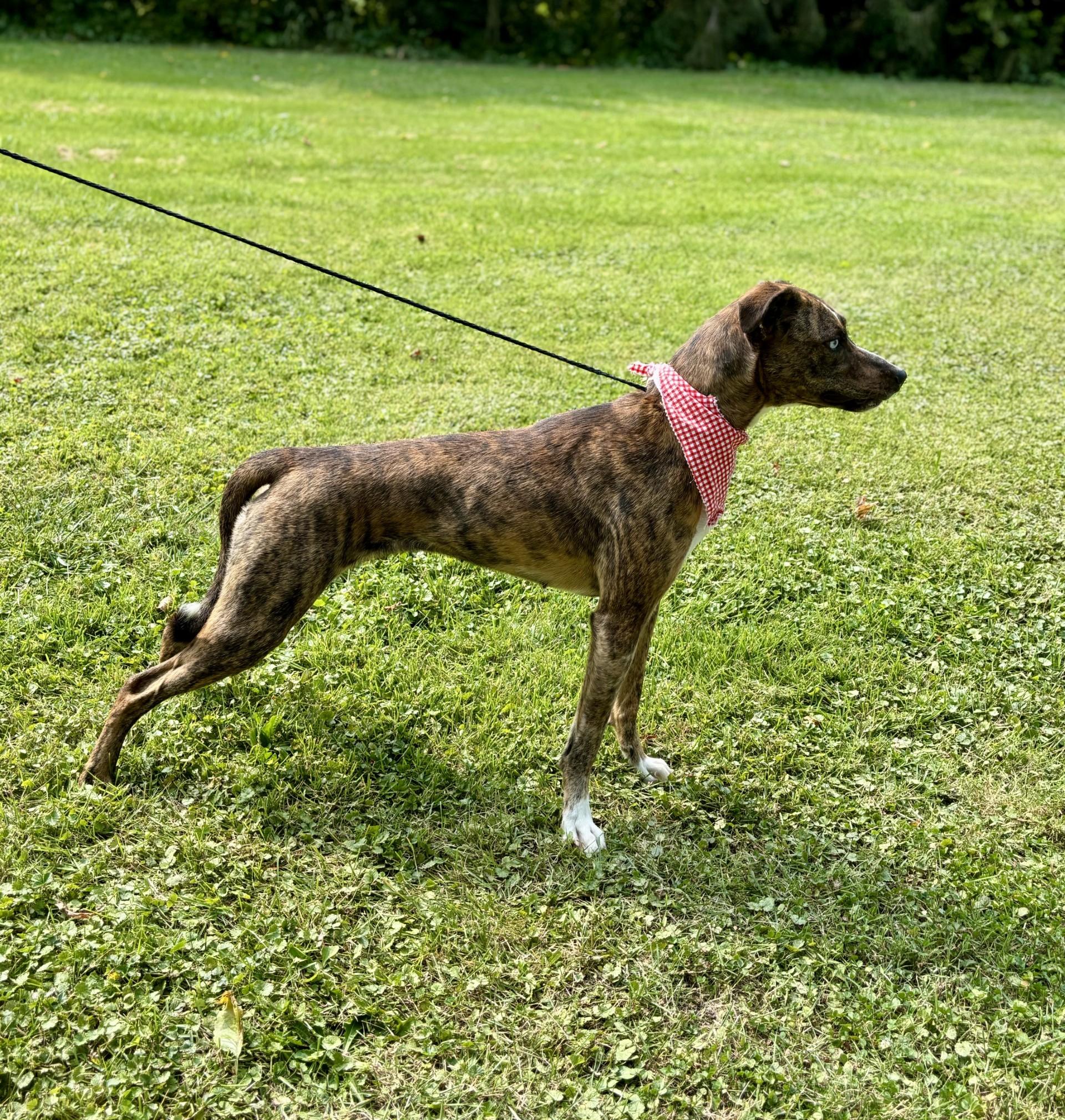 Brindle, a Adoptable mixed breed in Upper Sandusky, OH image 4/4