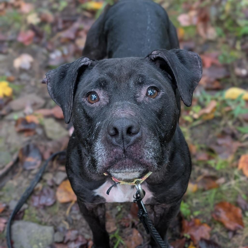 Enlarge Bella, a Adoptable mixed breed in East Smithfield , PA image 2/4