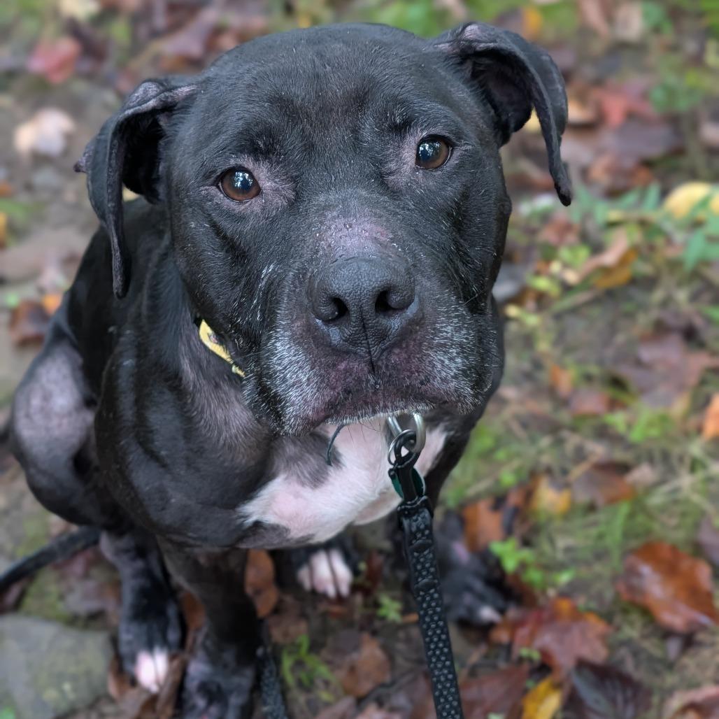 Enlarge Bella, a Adoptable mixed breed in East Smithfield , PA image 3/4