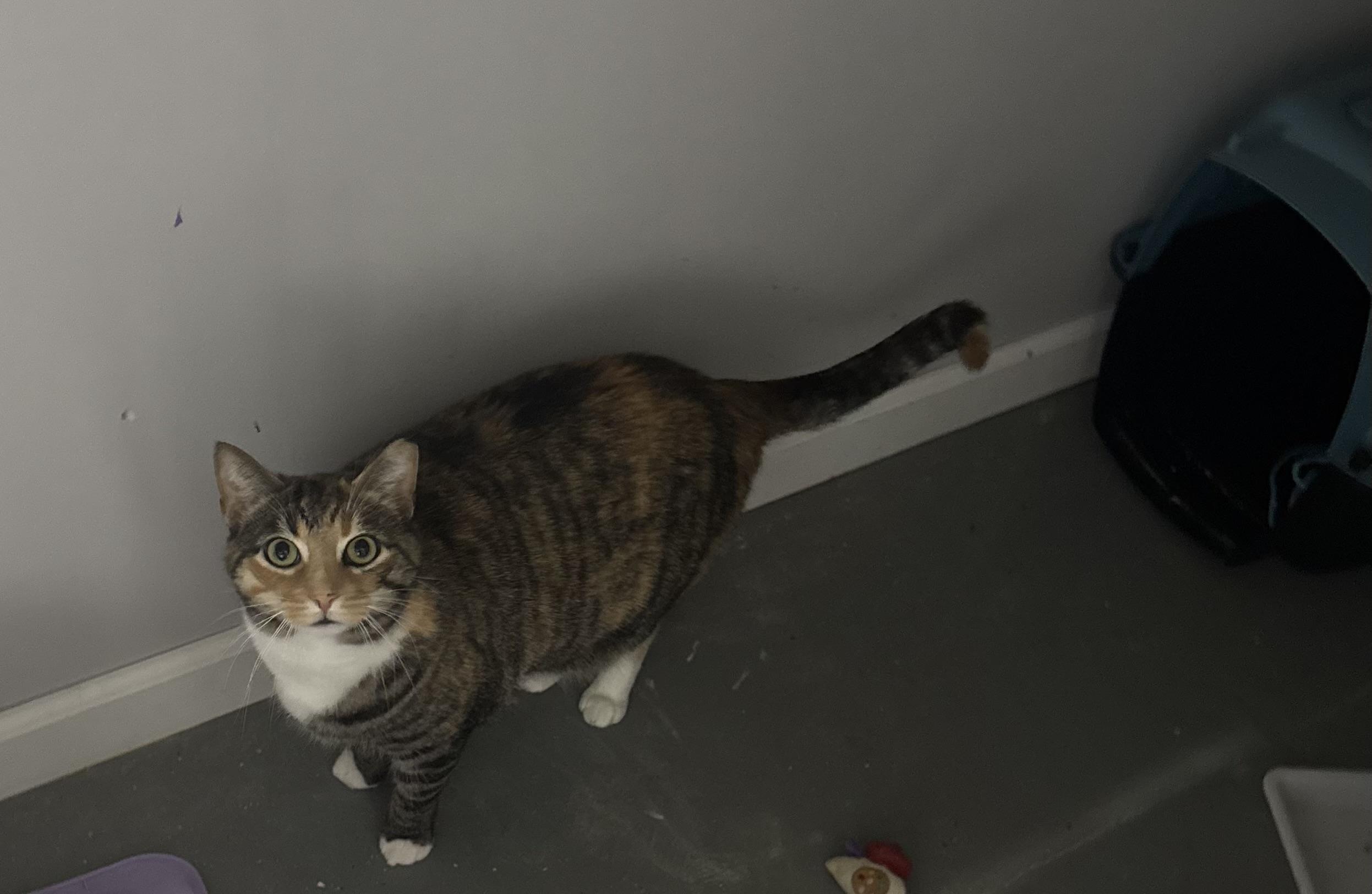 Libby, Adoptable, Adult Female Domestic Short Hair.