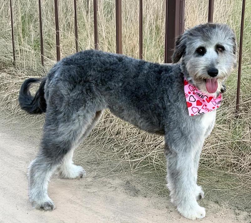 Carlee in TX, Adoptable, Young Female Sheep Dog & Poodle.