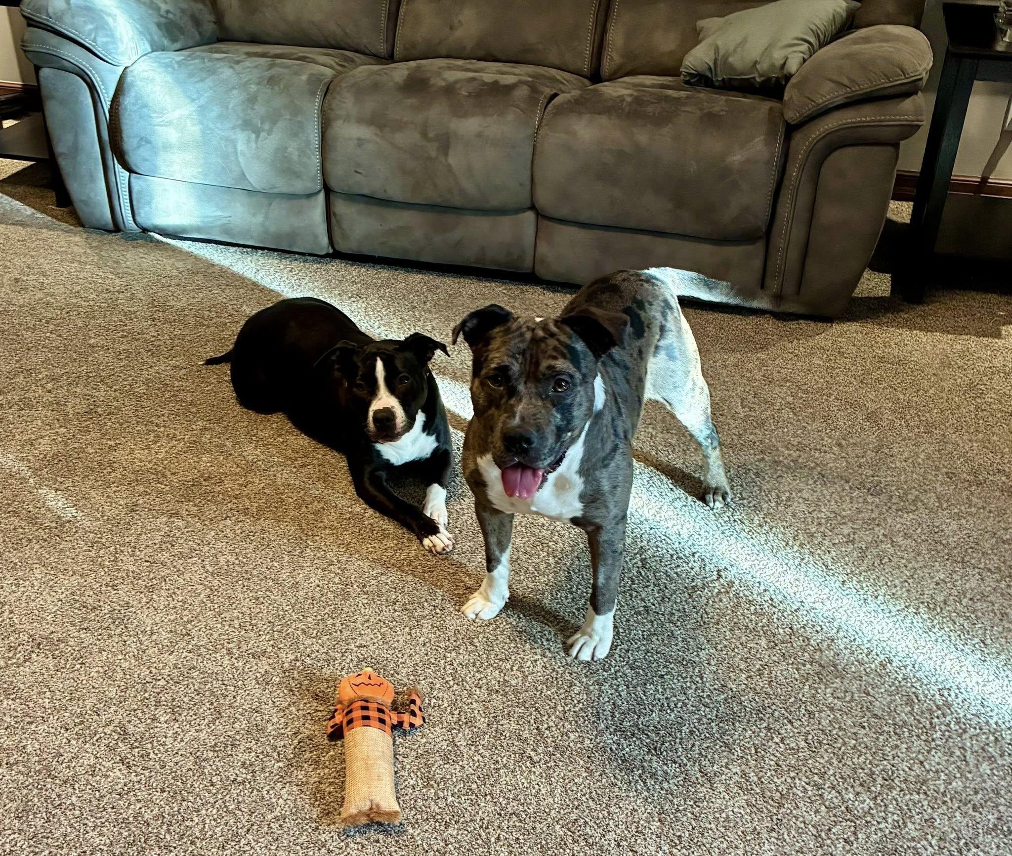 Griffen, adopted, Adult Male Mixed Breed.