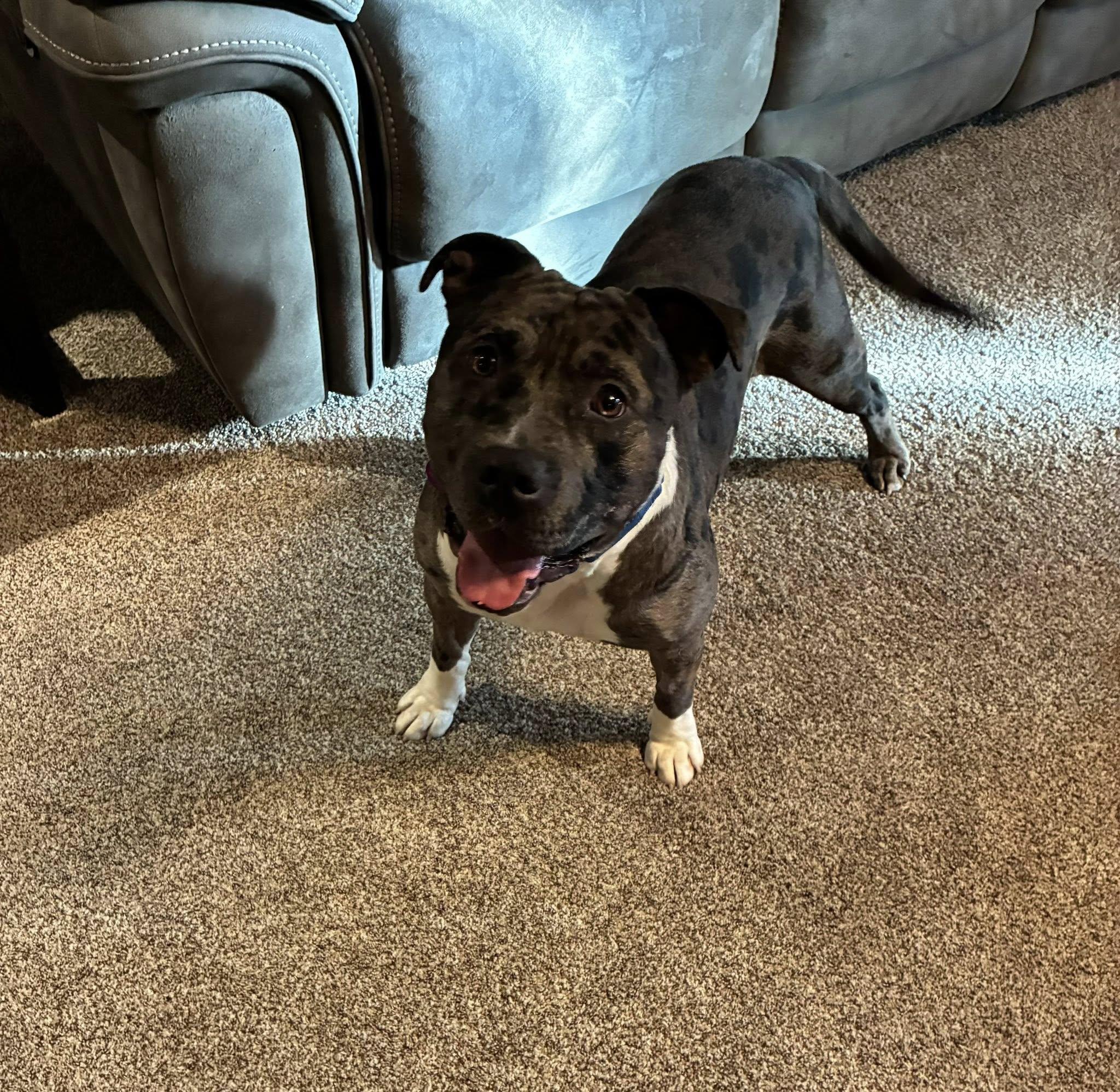 Enlarge Griffen, an adopted Mixed Breed in Derby, NY image 2/5