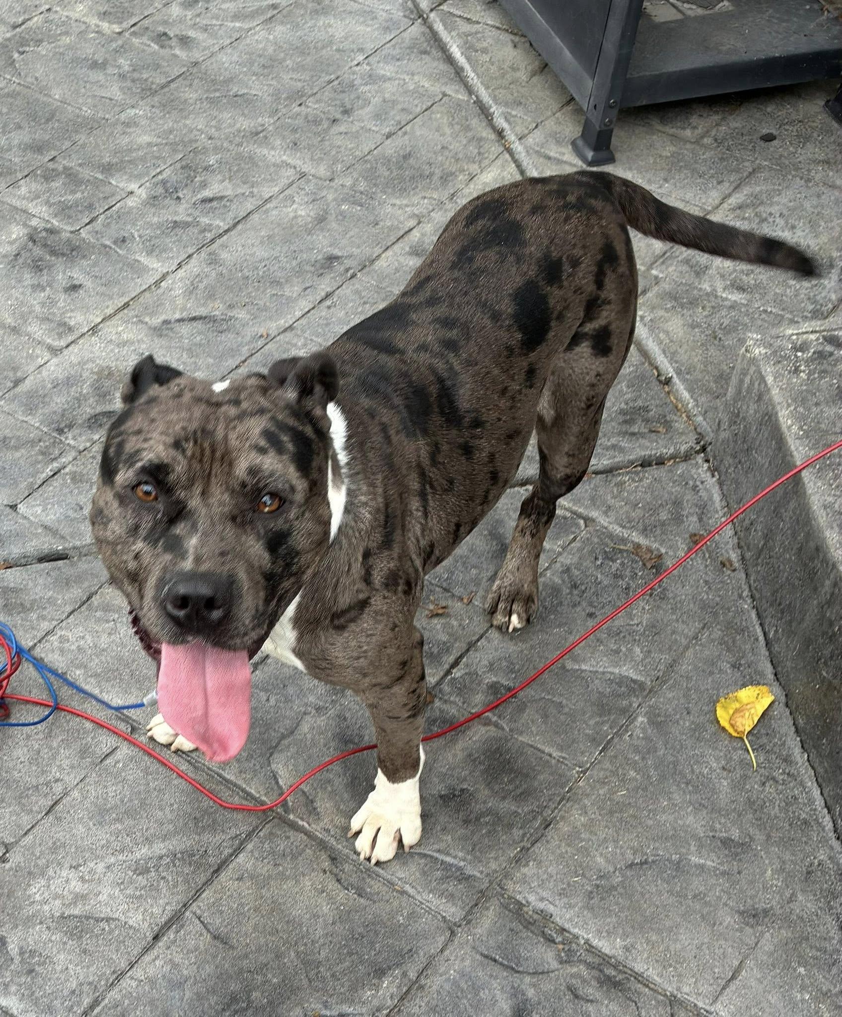 Enlarge Griffen, an adopted Mixed Breed in Derby, NY image 3/5