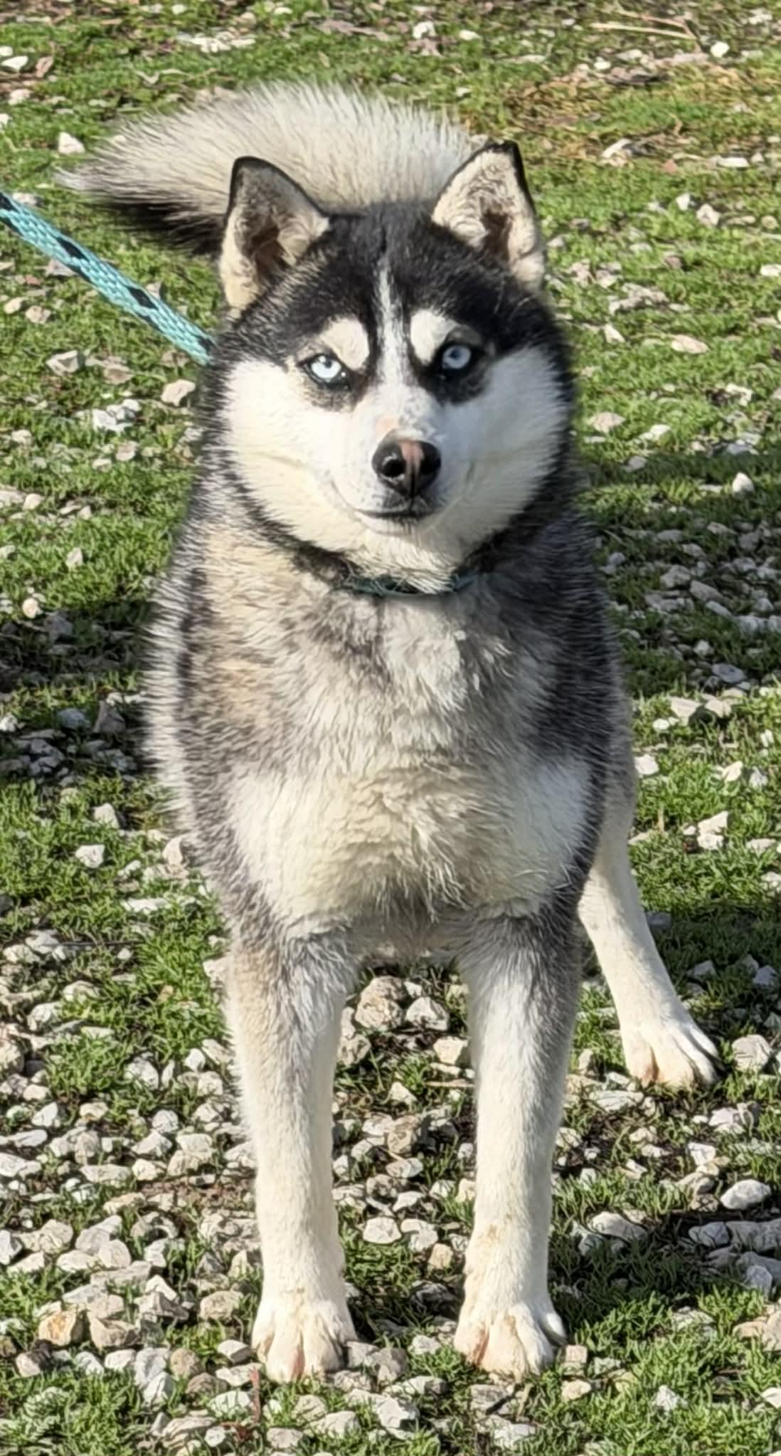 Fido, a ADOPTABLE Pomsky in Zanesville, OH image 2/2