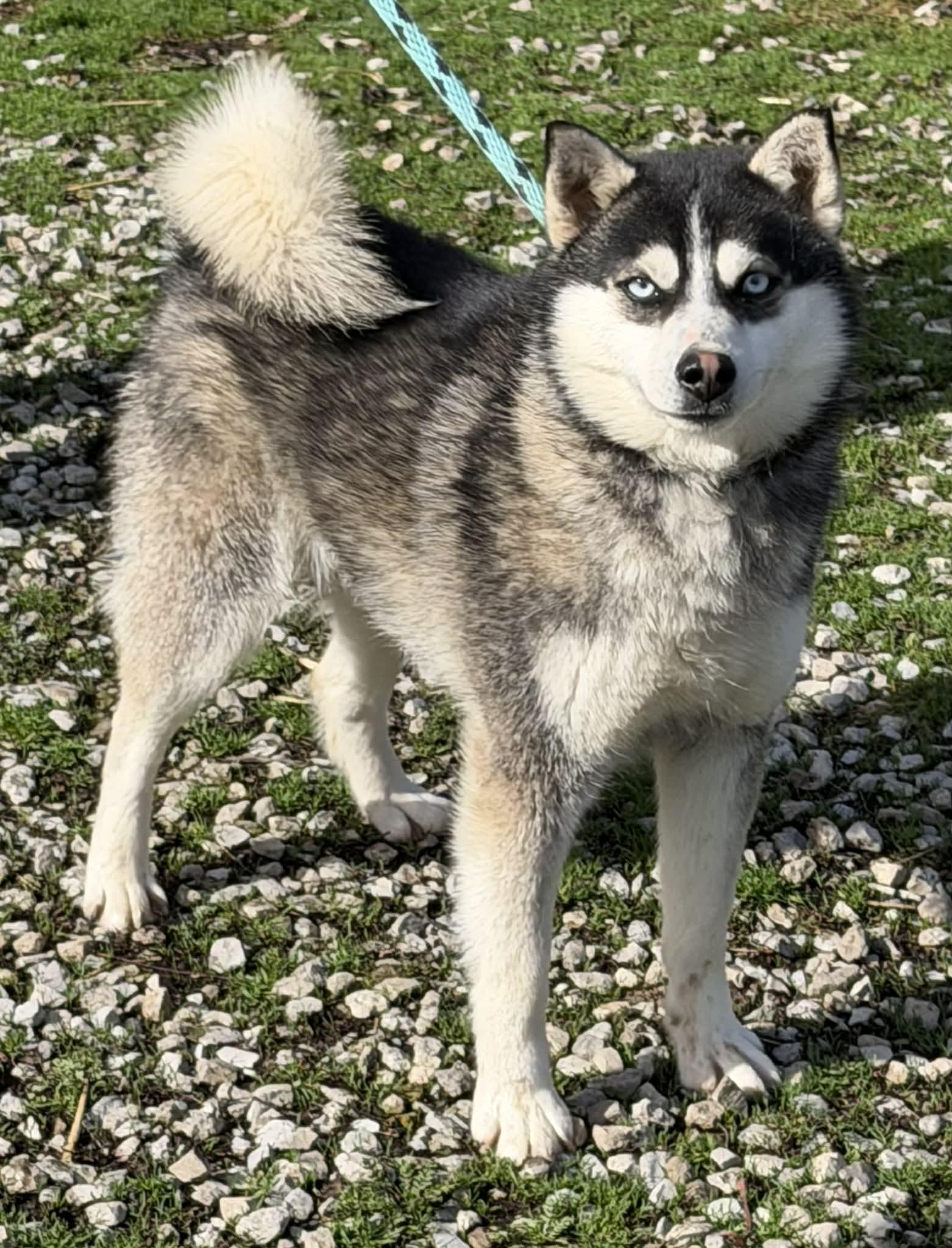 Fido, ADOPTABLE, Young Male Pomsky.