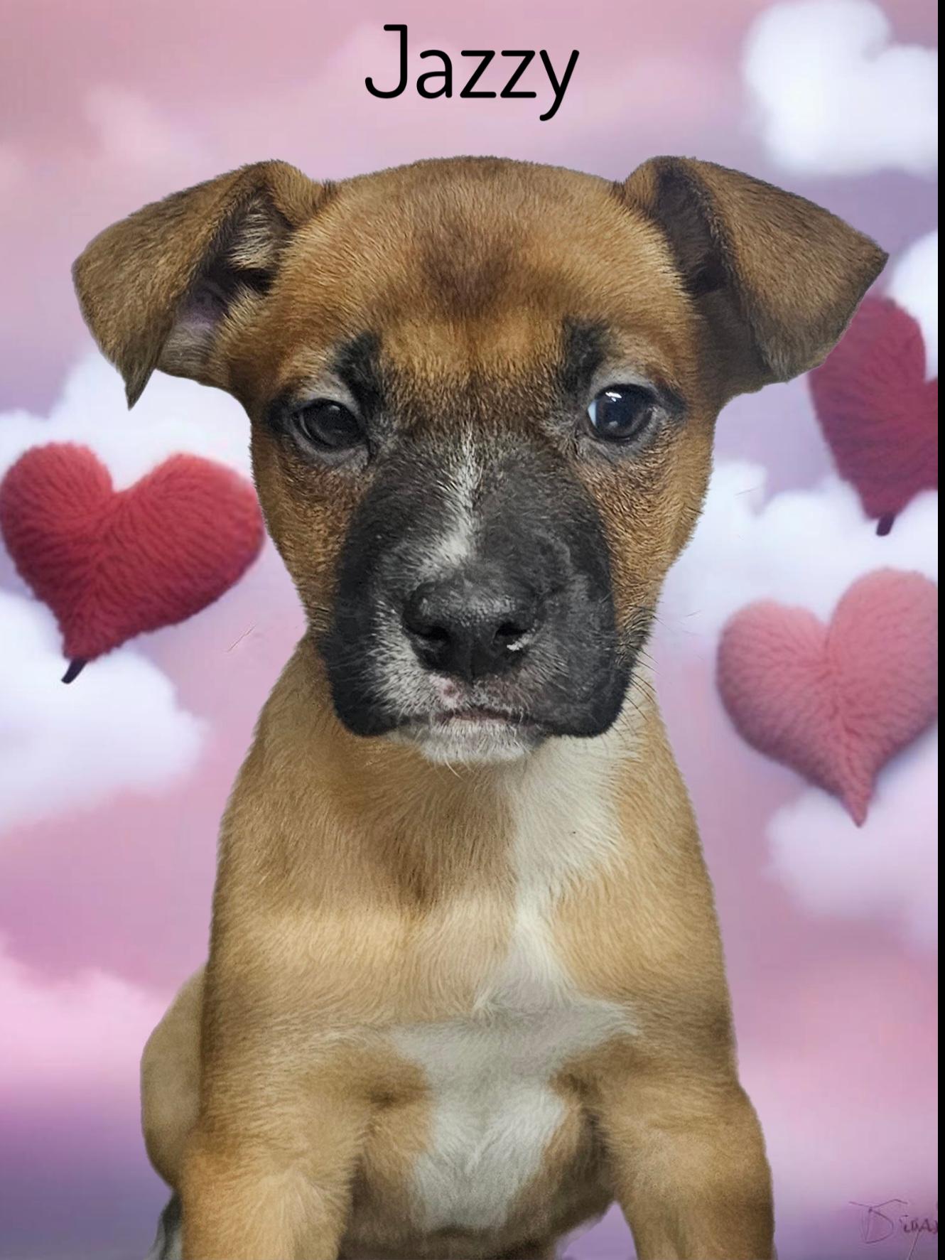Jazzy, a Adopted mixed breed in Phelan, CA image 1/3