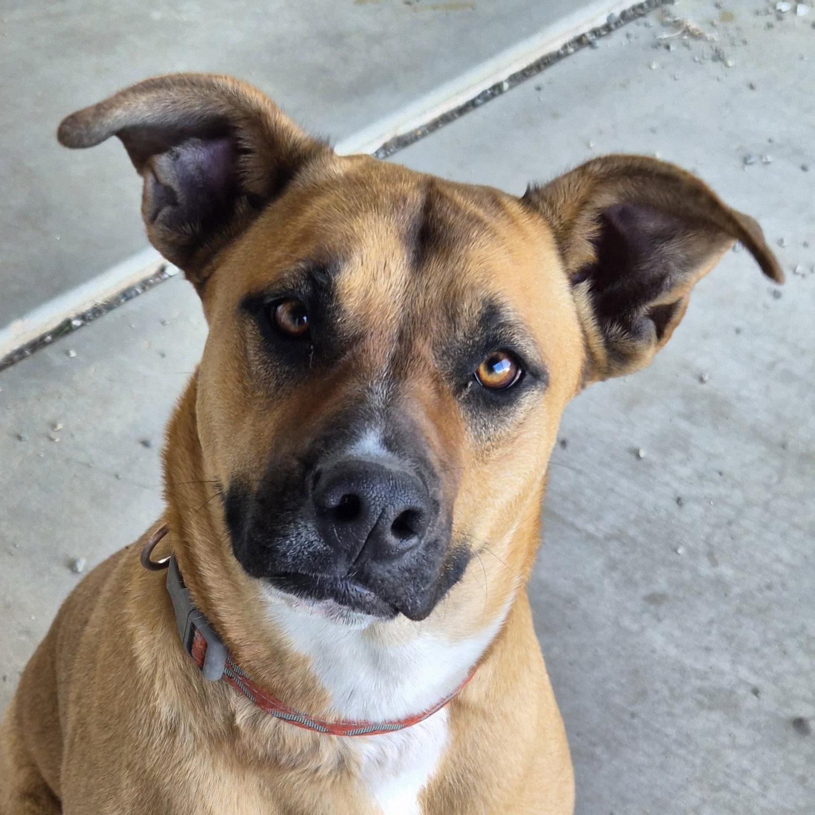 Jazzy, a Adopted mixed breed in Phelan, CA image 2/3
