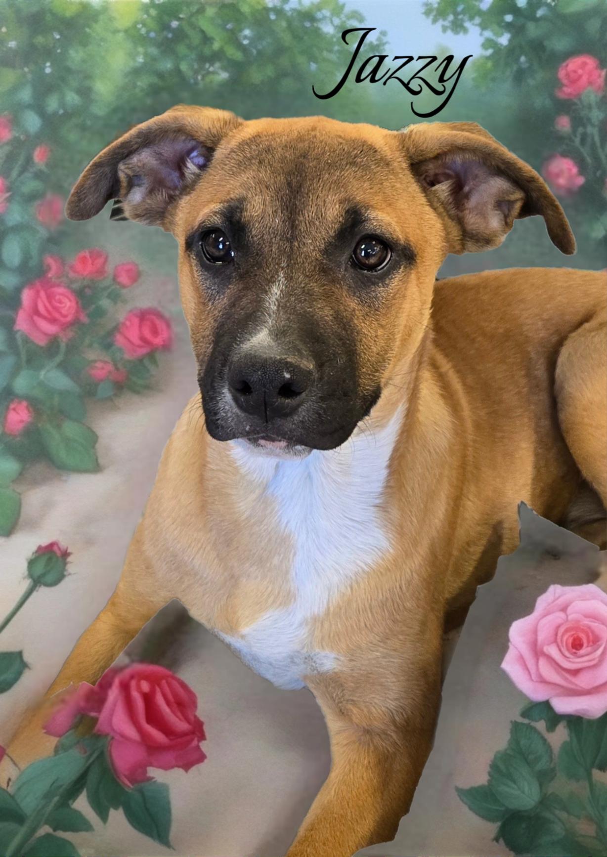 Jazzy, a Adopted mixed breed in Phelan, CA image 3/3