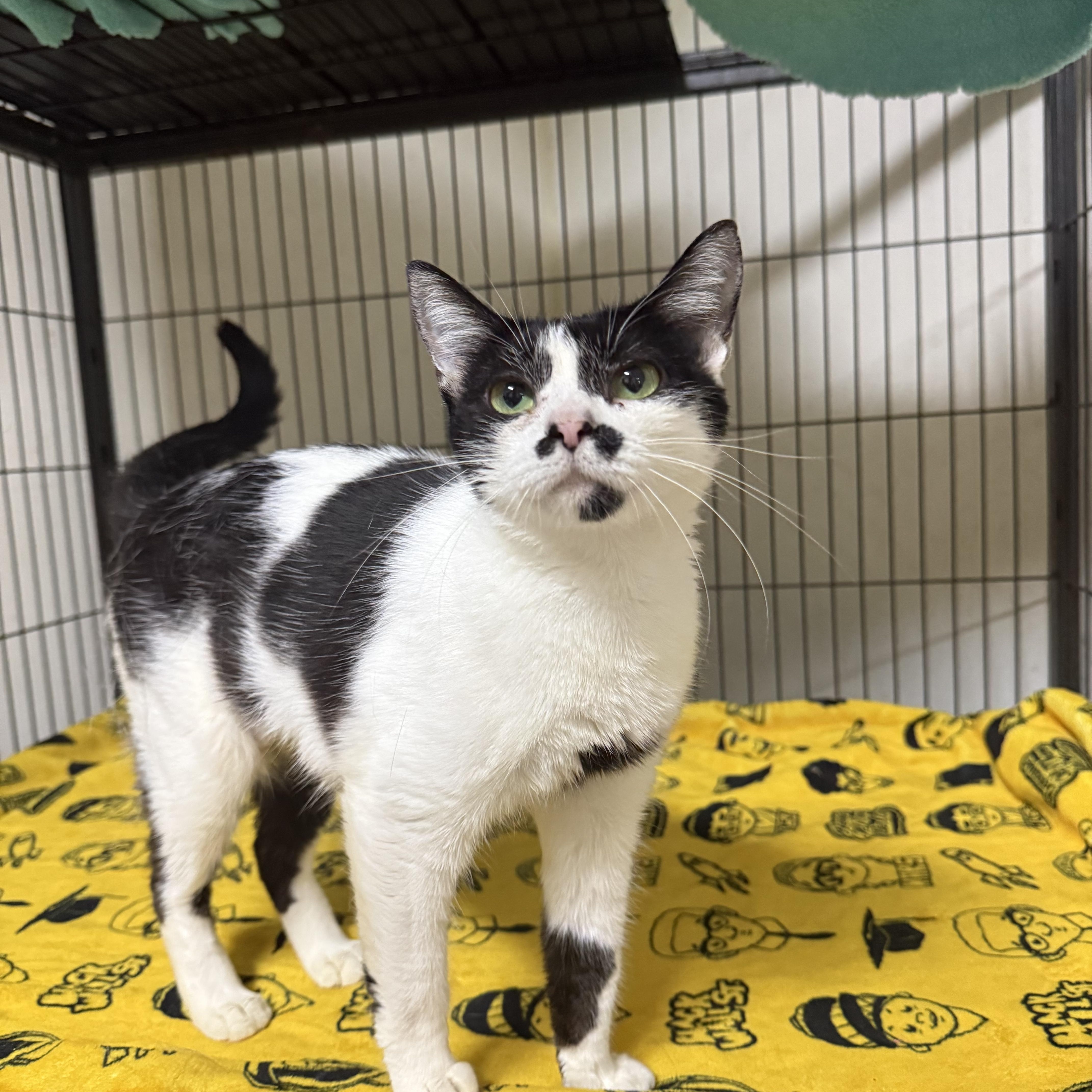 Elizabeth, Adopted, Young Female Domestic Short Hair.
