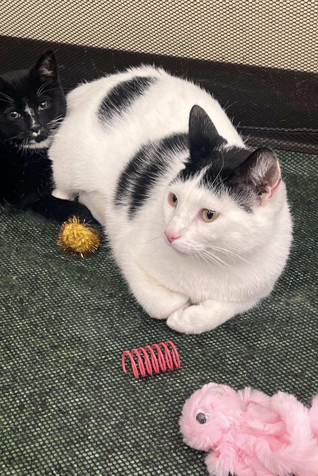 Queen of hearts, Adoptable, Young Female Domestic Short Hair.