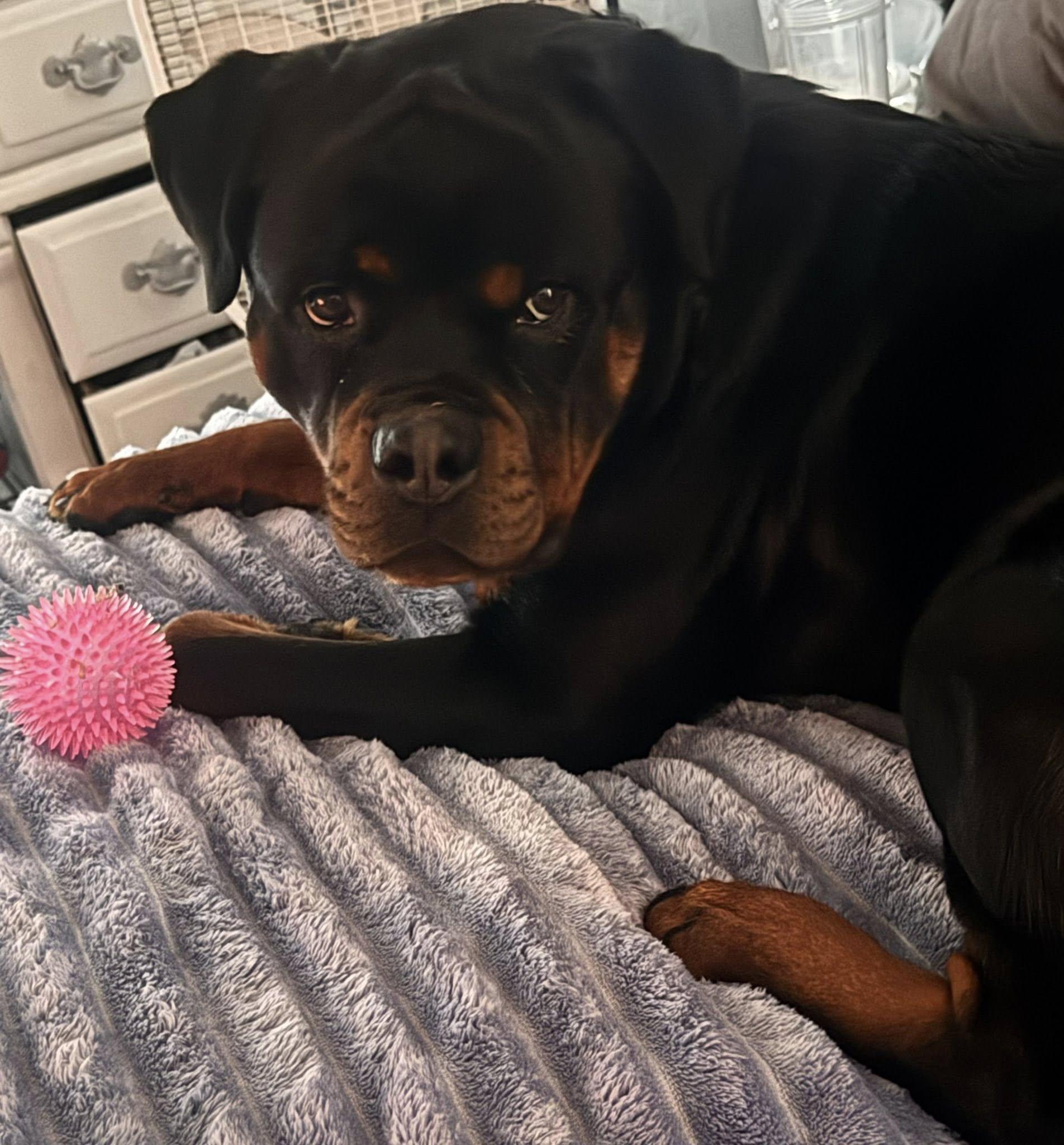 Enlarge Bamm, an adopted Rottweiler in Polk, OH image 3/4