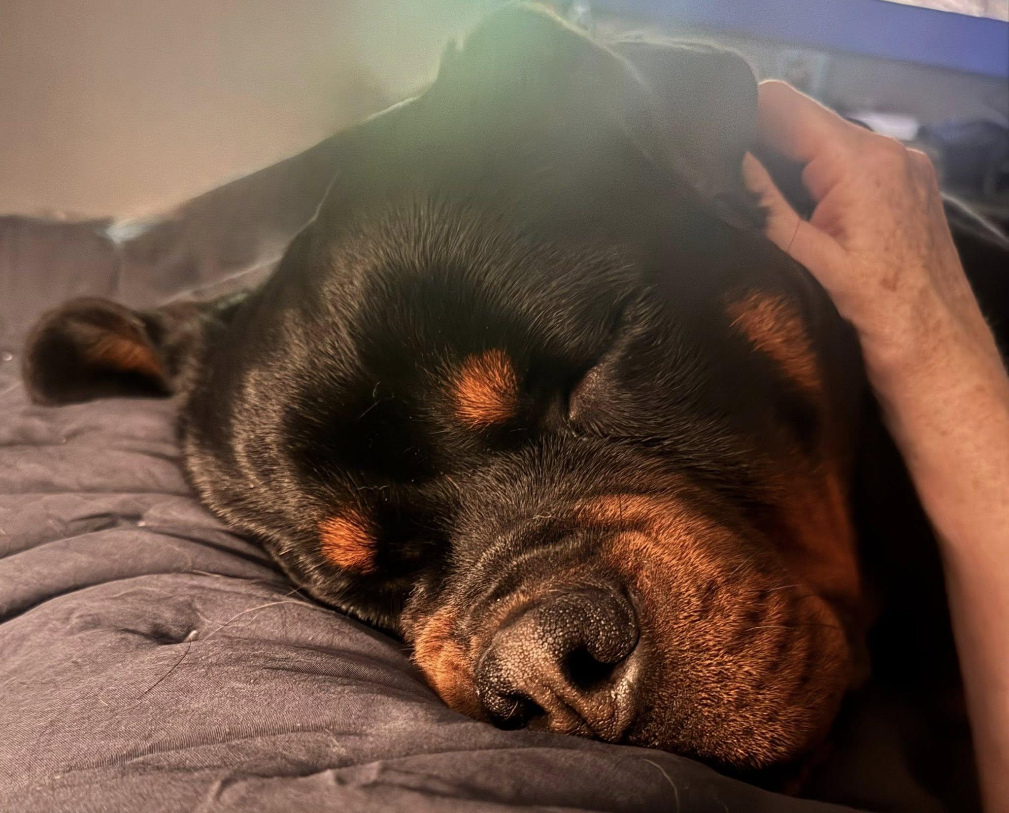 Enlarge Bamm, an adopted Rottweiler in Polk, OH image 2/4