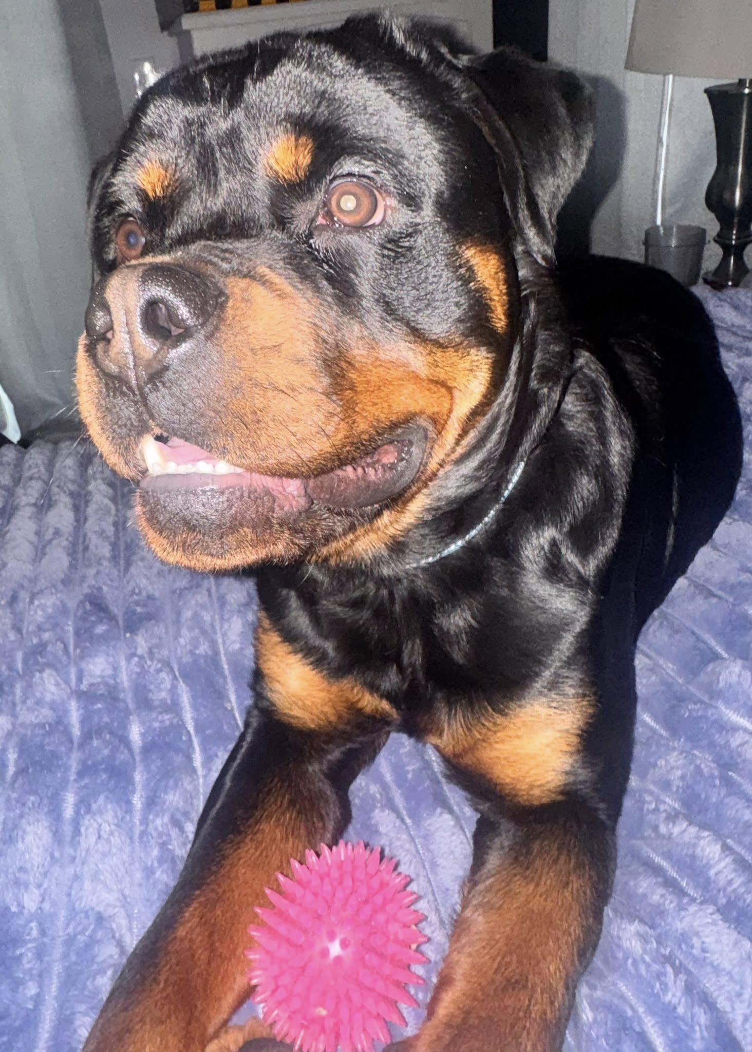 Enlarge Bamm, an adopted Rottweiler in Polk, OH image 4/4