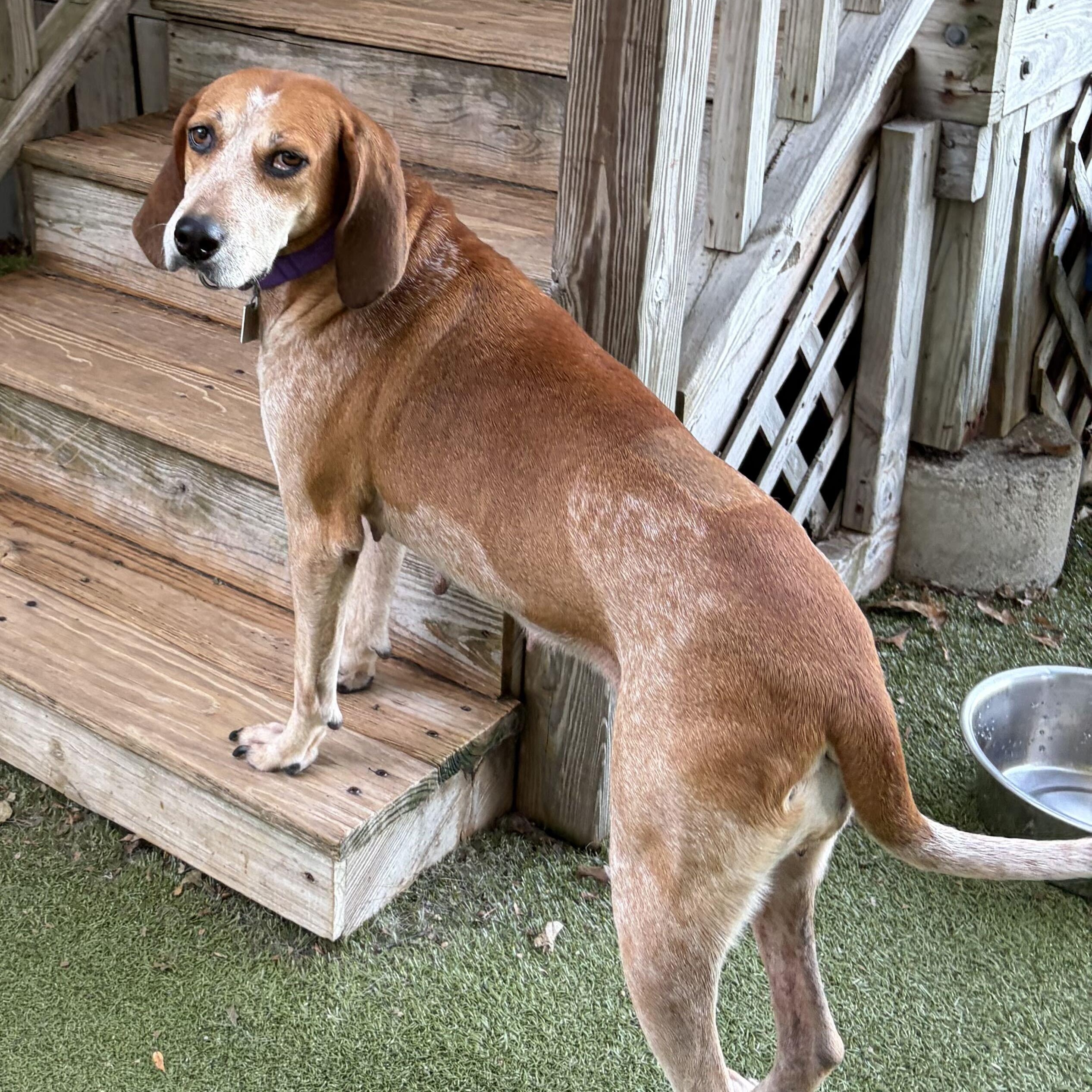 Lucille, Adoptable, Young Female Hound.