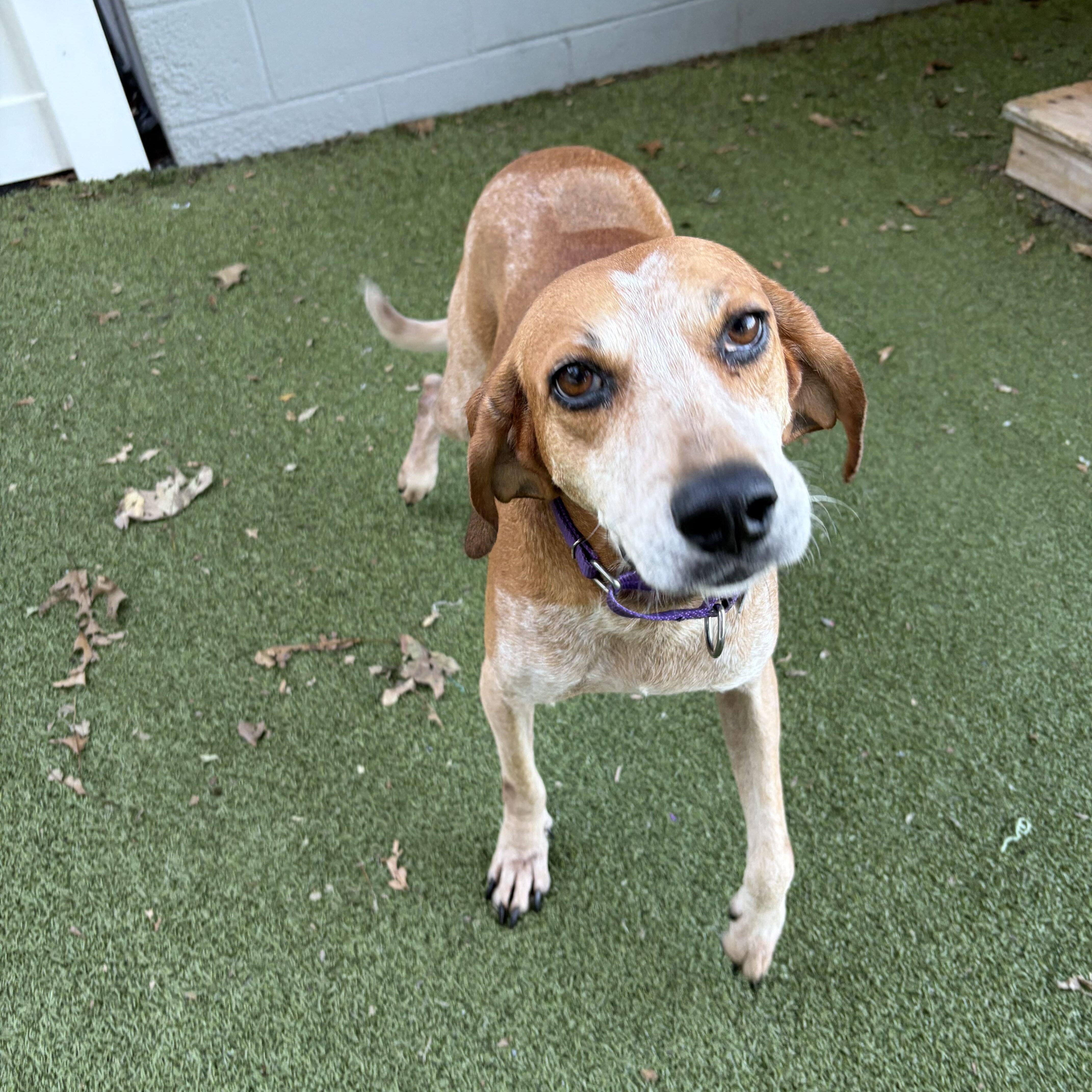 Enlarge Lucille, a Adoptable Hound in New Bedford, MA image 2/2