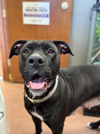 Bailey, an adoptable Pit Bull Terrier in Rapid City, SD, 57703 | Photo Image 1