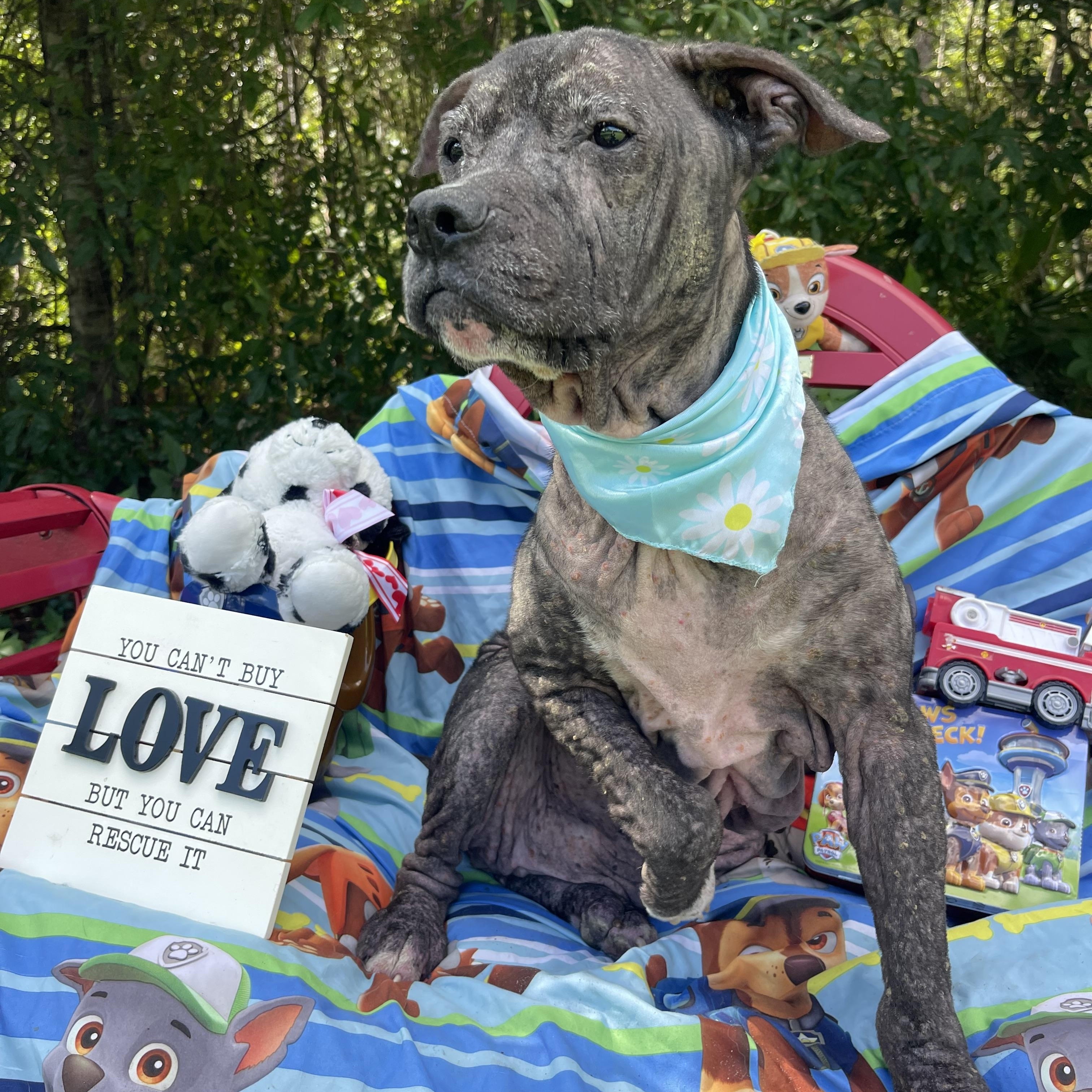 Enlarge Duke, a Adoptable mixed breed in Sebring, FL image 3/5