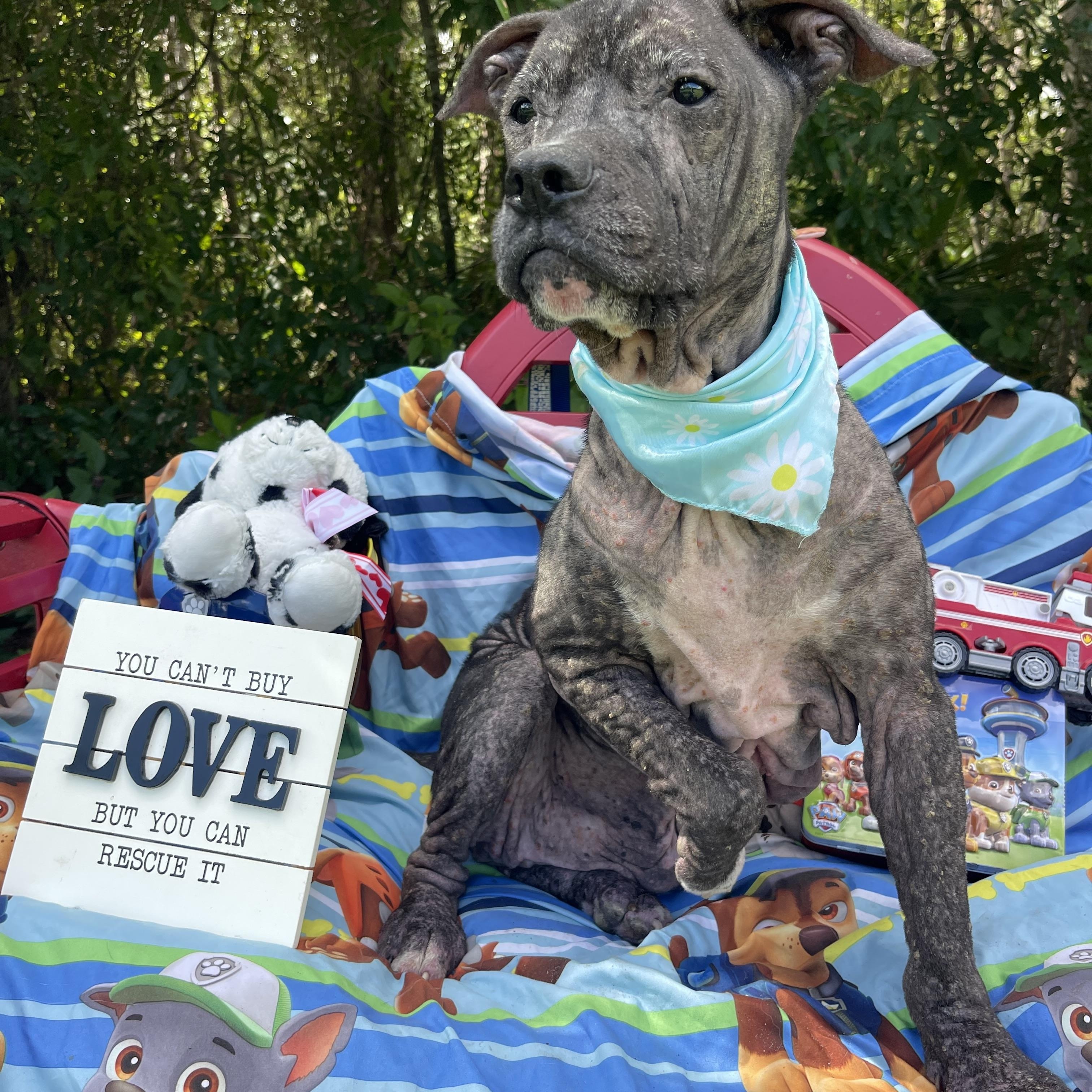 Enlarge Duke, a Adoptable mixed breed in Sebring, FL image 5/5