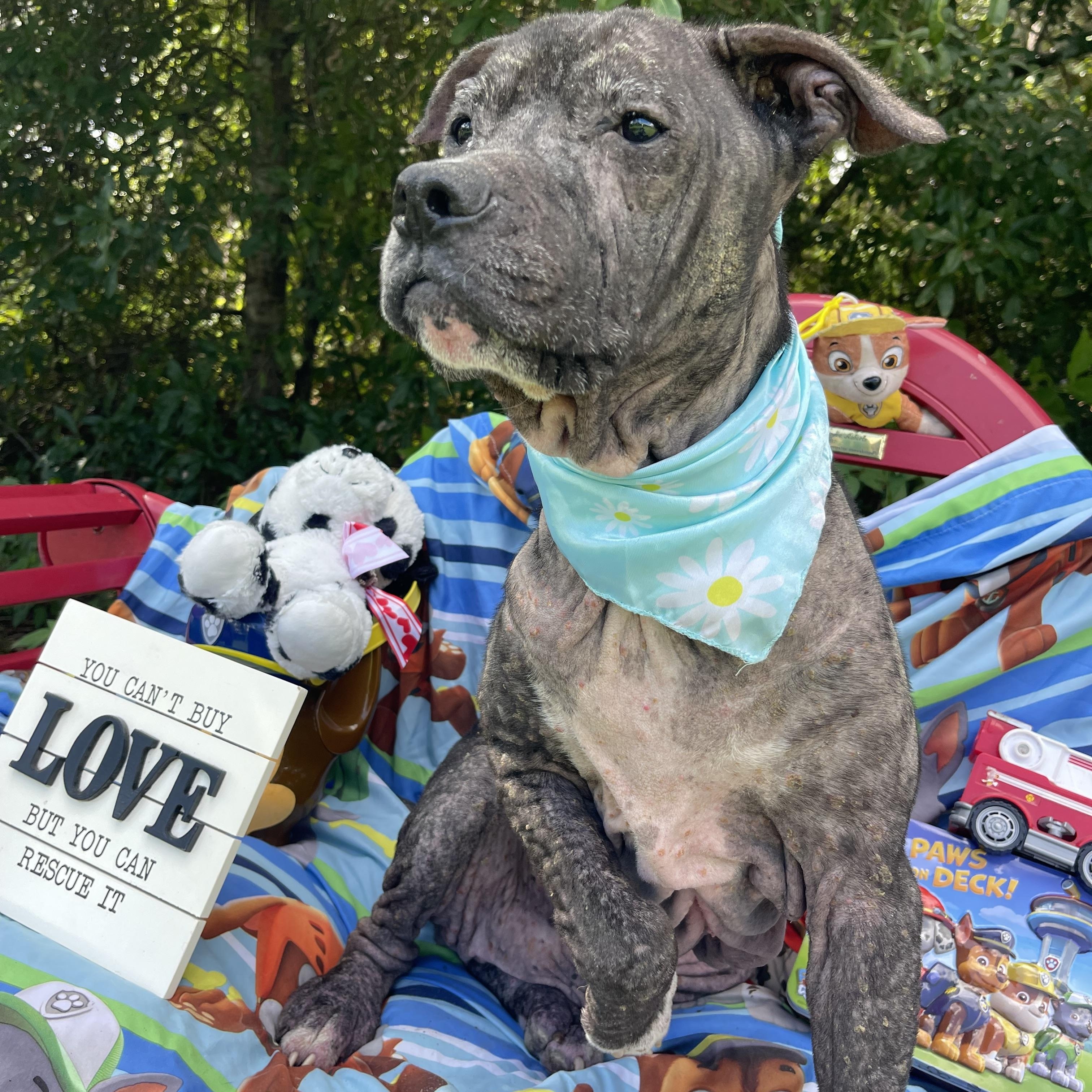 Enlarge Duke, a Adoptable mixed breed in Sebring, FL image 4/5