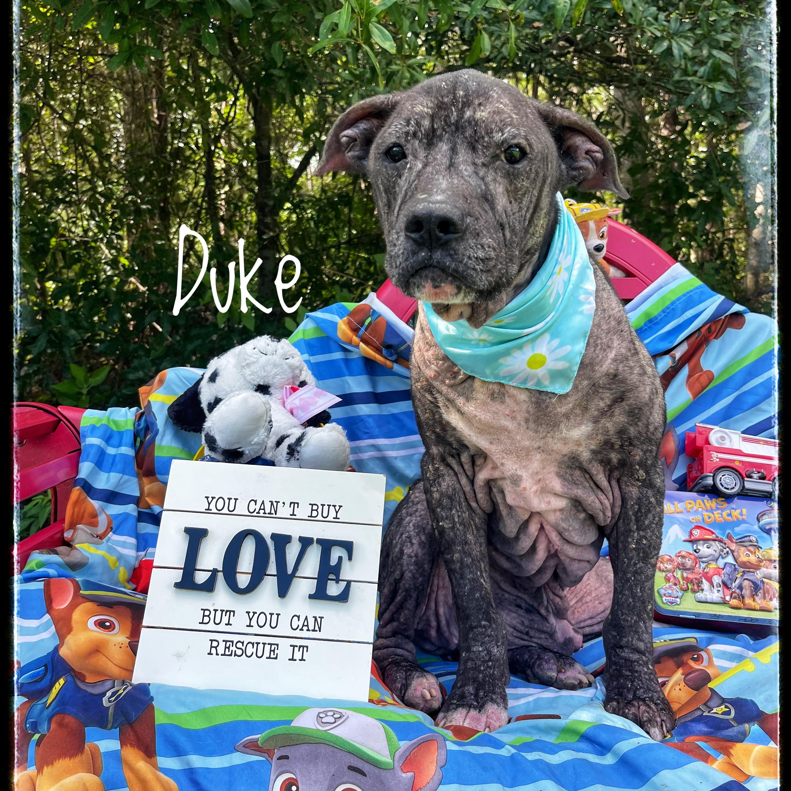 Duke, Adoptable, Adult Male Pit Bull Terrier & Boston Terrier.