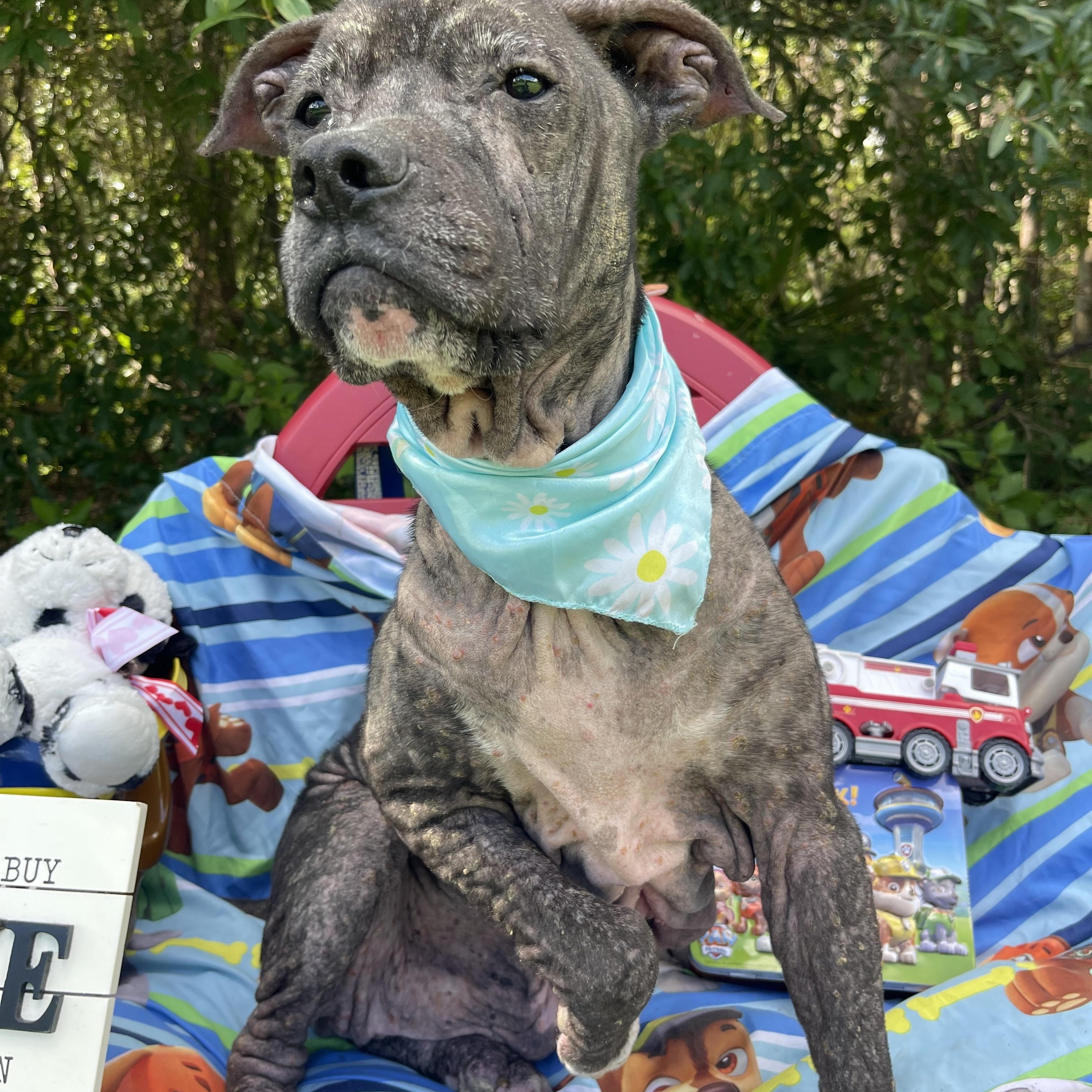 Enlarge Duke, a Adoptable mixed breed in Sebring, FL image 2/5