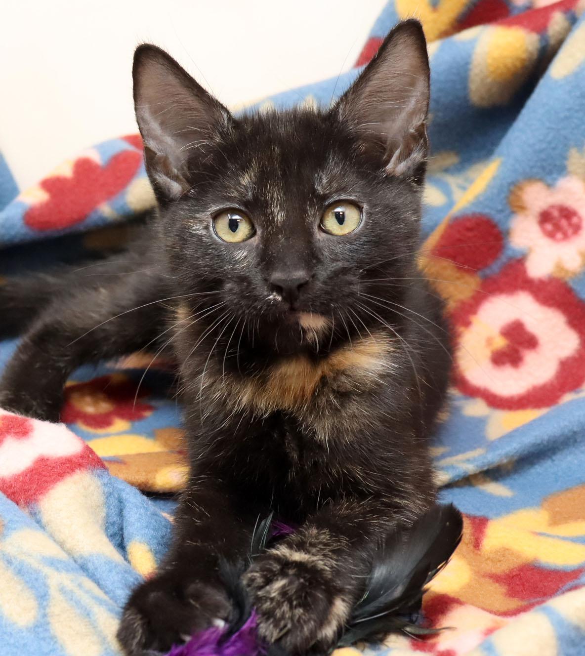 Barbara, Baby Female Domestic Short Hair
