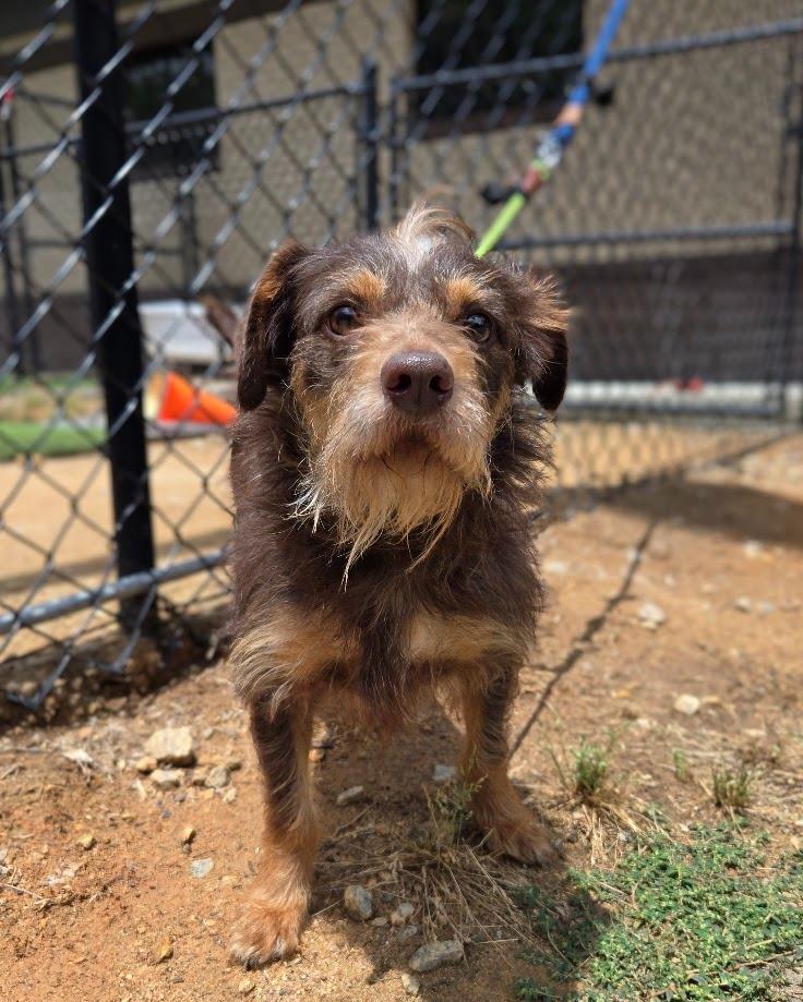 Luckie, Adoptable, Young Male Chihuahua.
