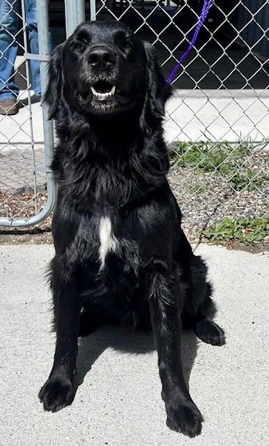 Enlarge 60793081 / Bear, an adopted Retriever in Elko, NV image 1/1