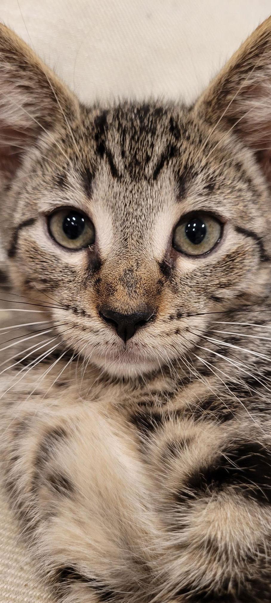 Mascarpone, Adoptable, Young Female Domestic Short Hair & Tabby.