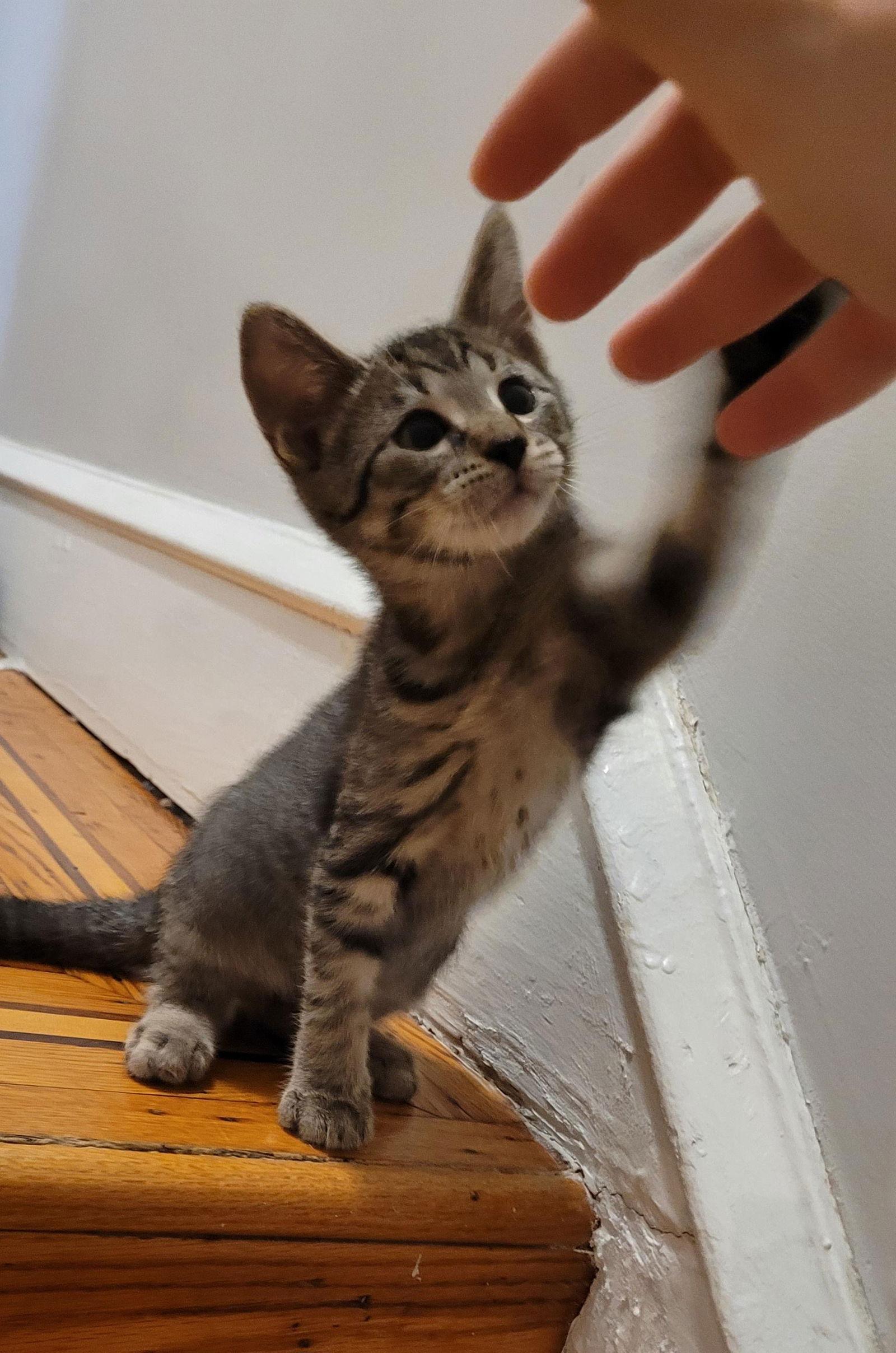 Enlarge Mascarpone, a Adoptable mixed breed in Philadelphia, PA image 2/3