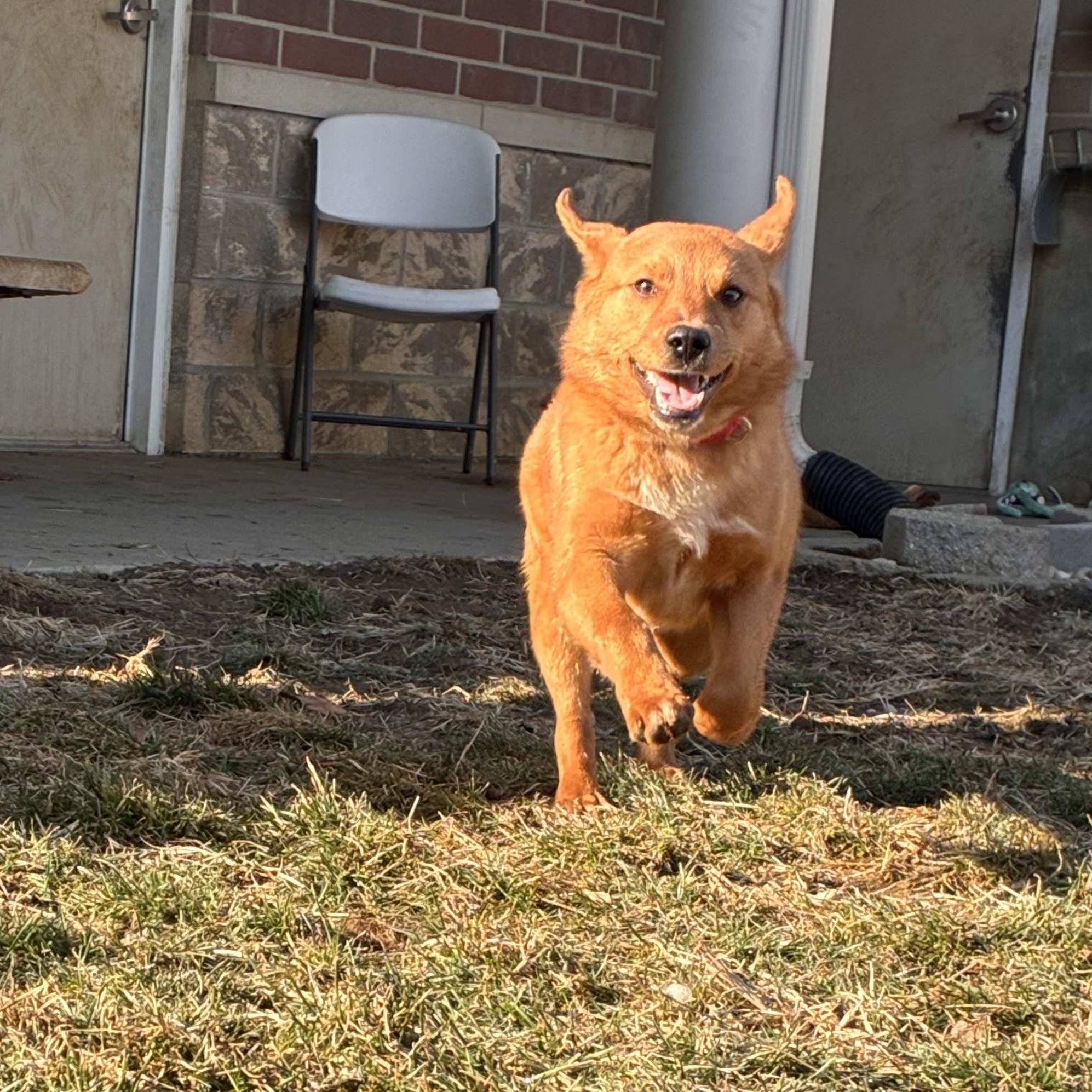 Enlarge Kenny, an adopted mixed breed in Monroe, OH image 2/5