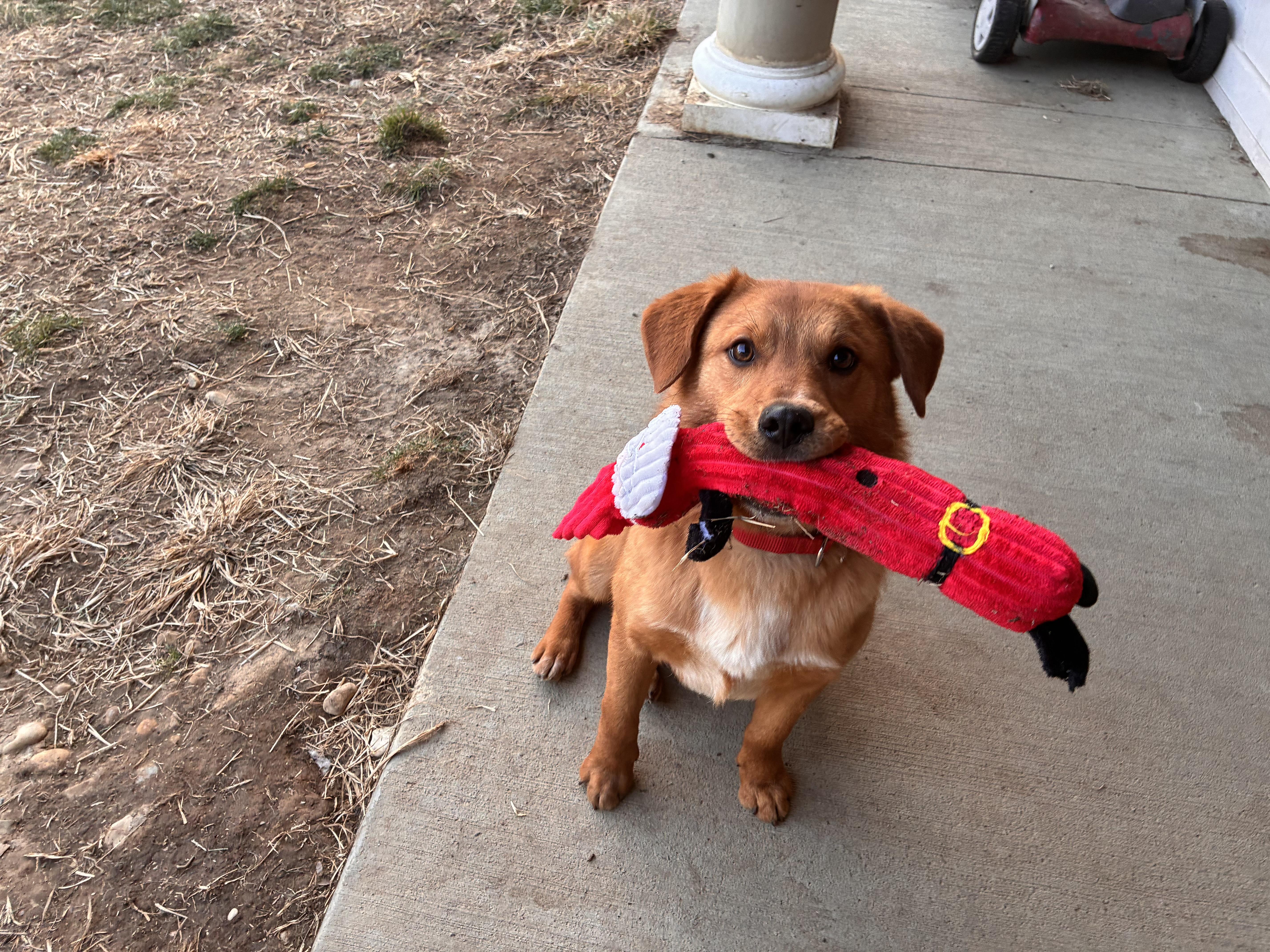 Enlarge Kenny, an adopted mixed breed in Monroe, OH image 5/5