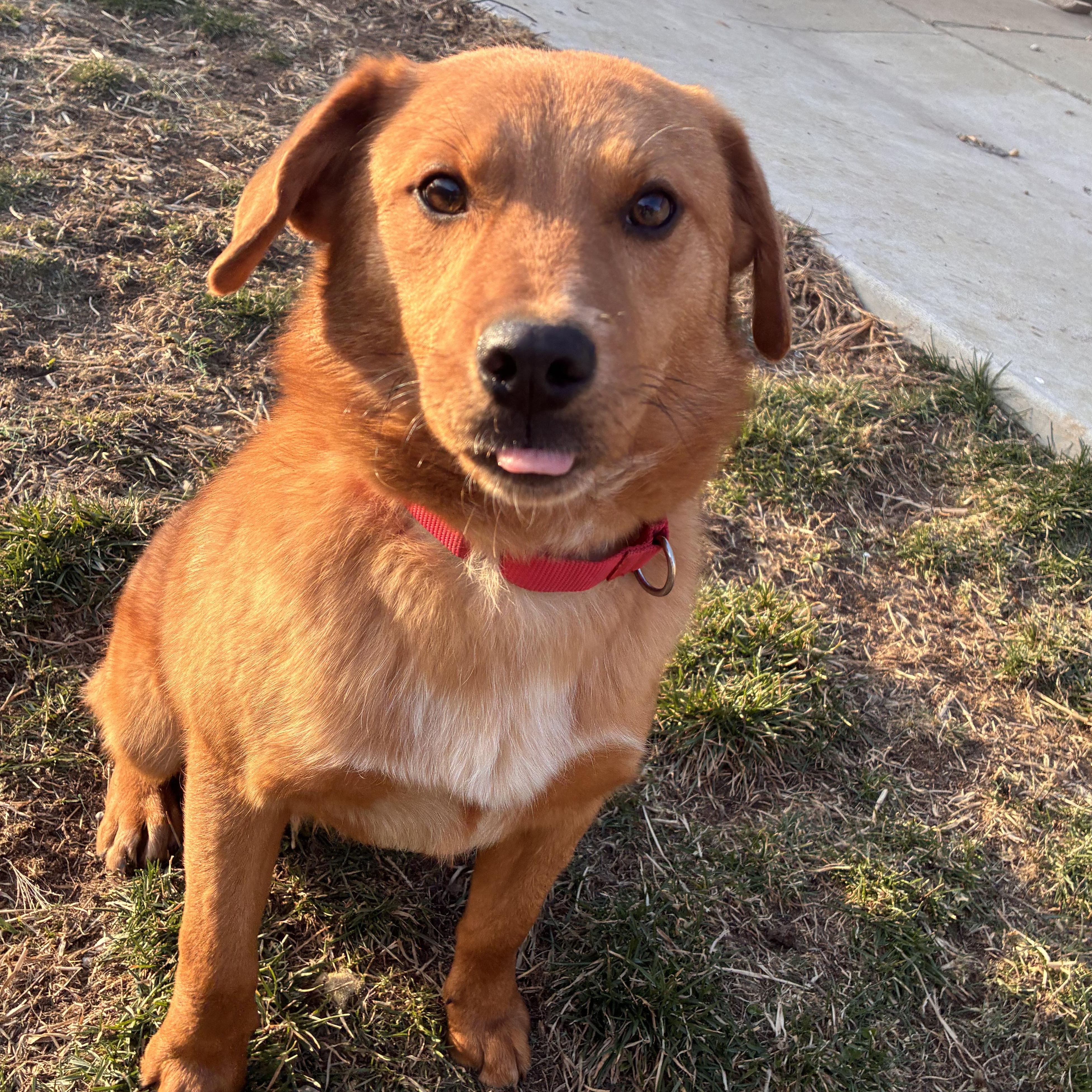 Enlarge Kenny, an adopted mixed breed in Monroe, OH image 1/5