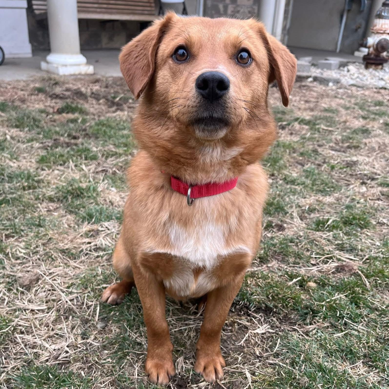 Enlarge Kenny, an adopted mixed breed in Monroe, OH image 3/5