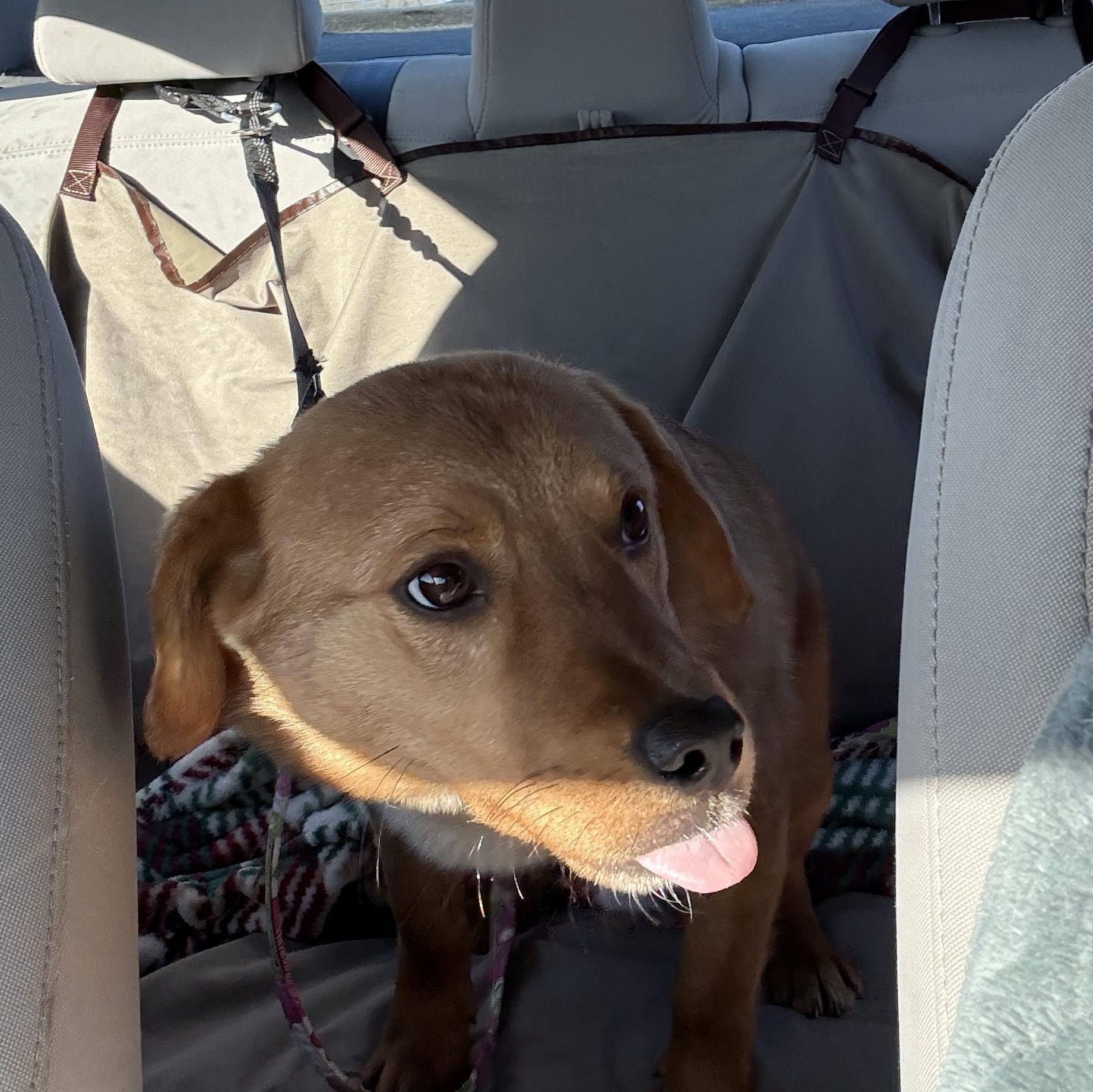 Enlarge Kenny, an adopted mixed breed in Monroe, OH image 4/5