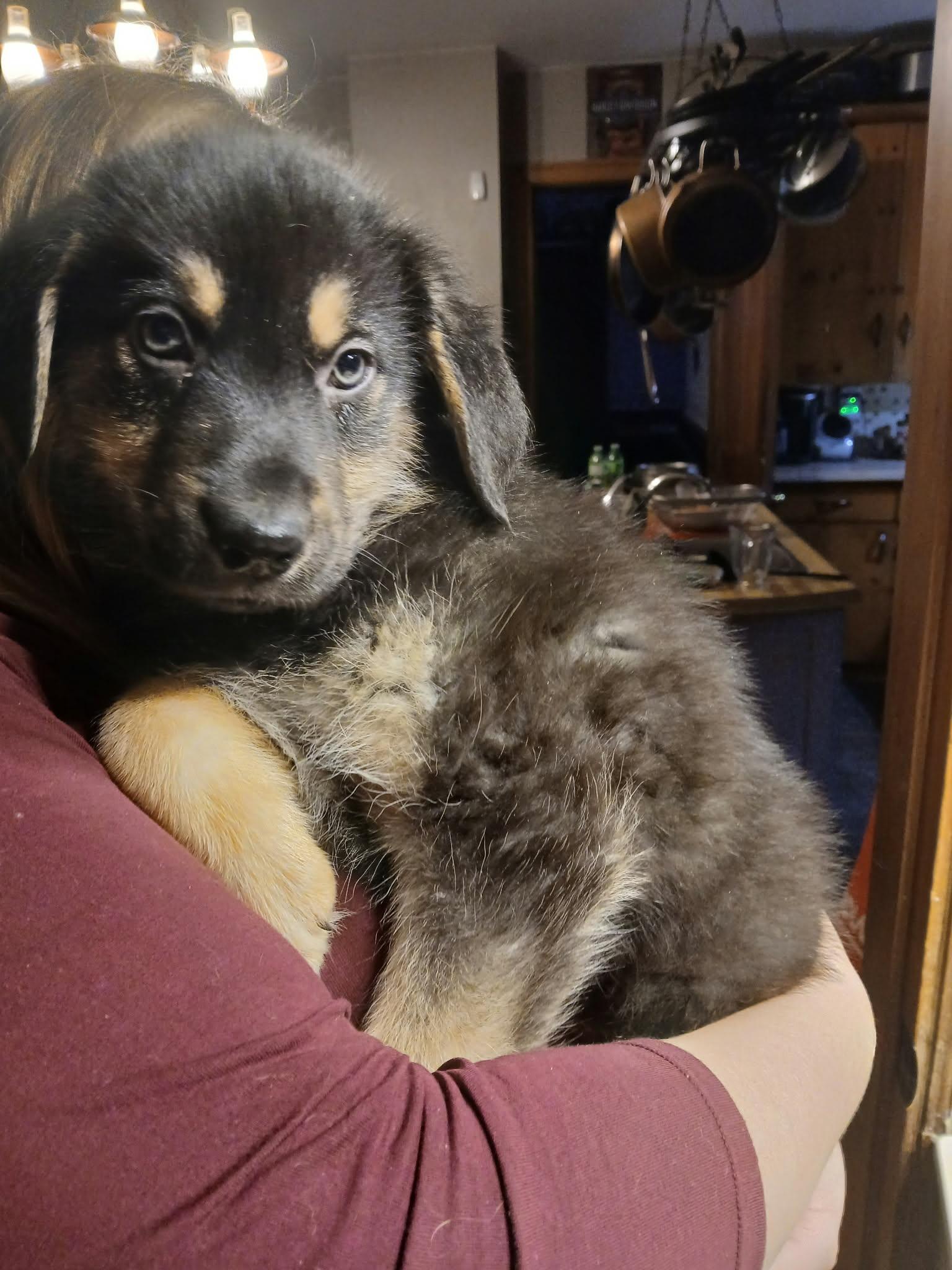 Ron, ADOPTABLE, Young Male Shepherd.
