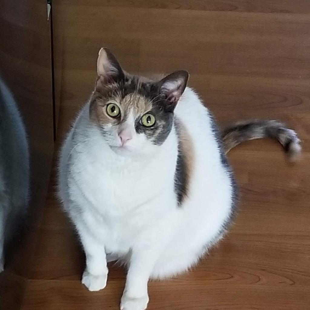 Enlarge Leah, a Adoptable Domestic Short Hair in Lynchburg, VA image 1/1