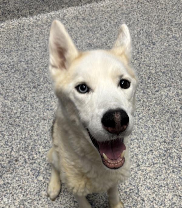 Raymond, Adoptable, Senior Male Siberian Husky.