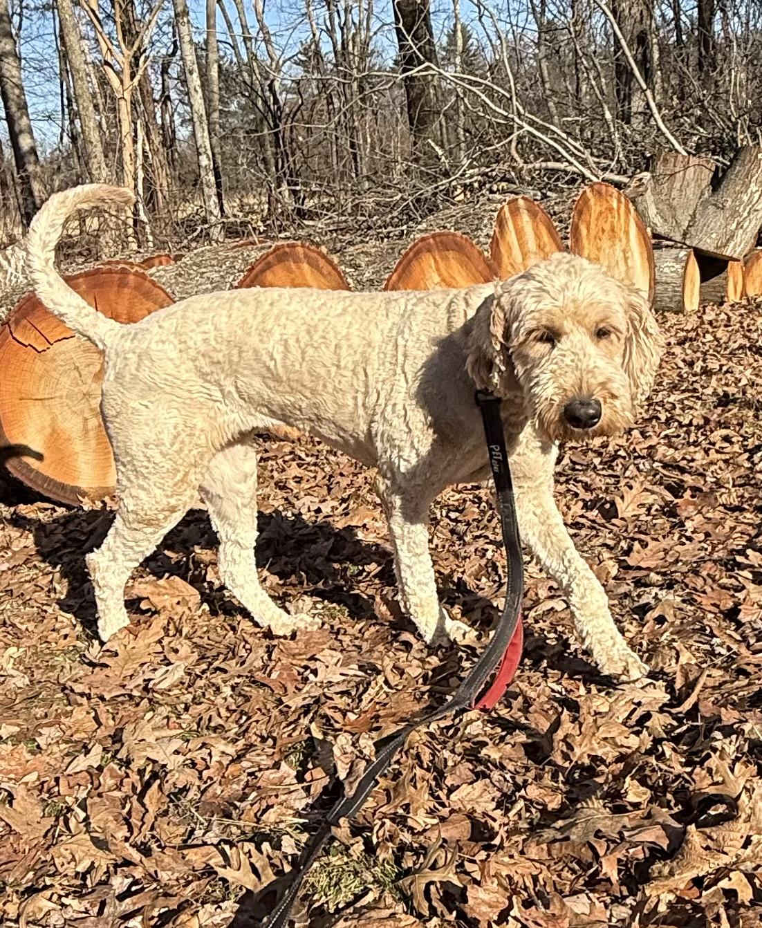 Enlarge Casey, a Adopted Goldendoodle in Flemington, NJ image 5/6
