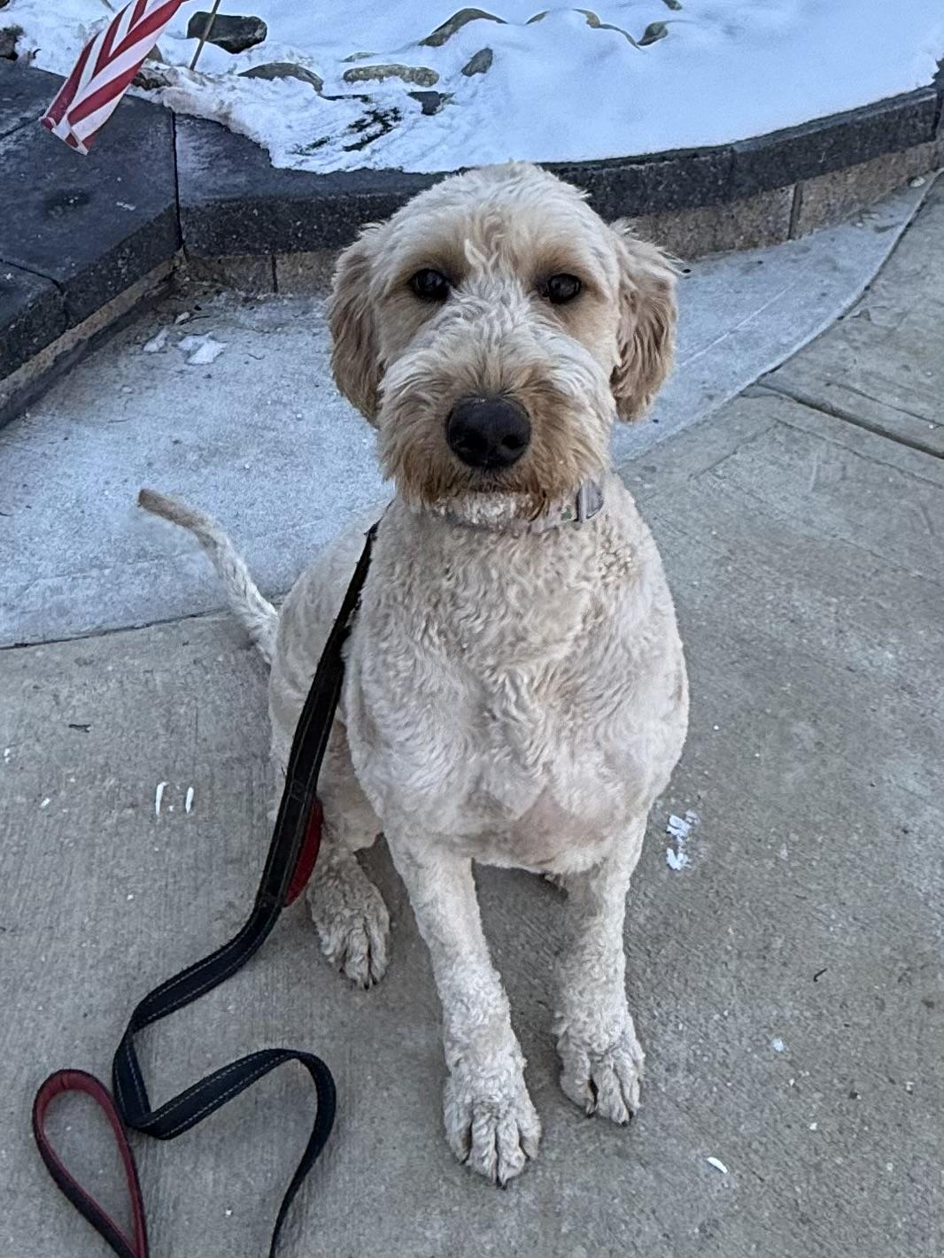 Enlarge Casey, a Adopted Goldendoodle in Flemington, NJ image 4/6