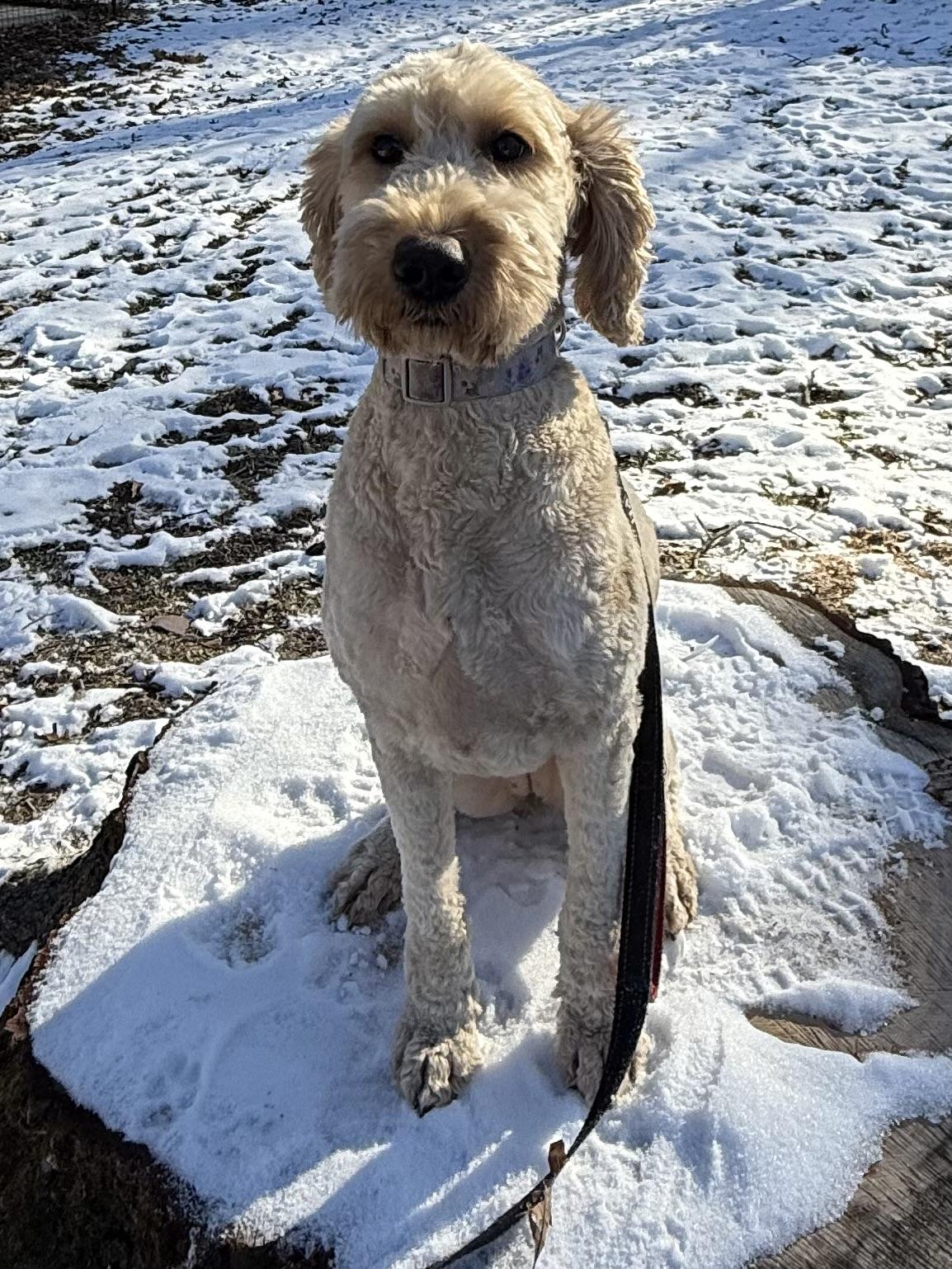 Enlarge Casey, a Adopted Goldendoodle in Flemington, NJ image 3/6