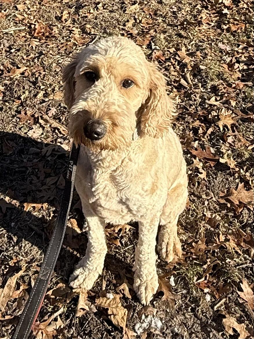 Enlarge Casey, a Adopted Goldendoodle in Flemington, NJ image 2/6
