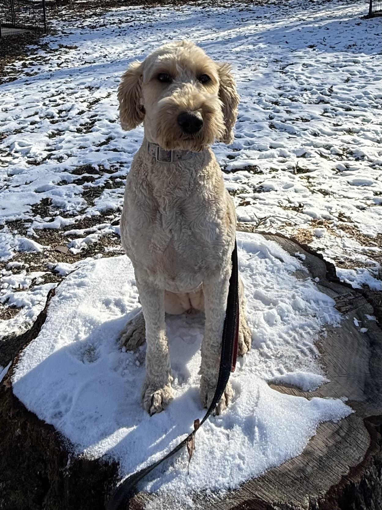 Enlarge Casey, a Adopted Goldendoodle in Flemington, NJ image 6/6