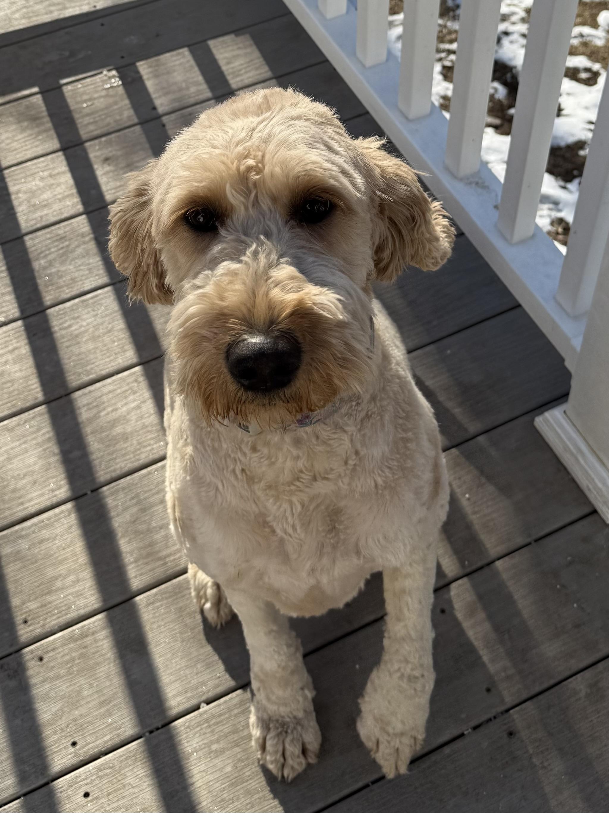Casey, Adopted, Adult Female Goldendoodle.